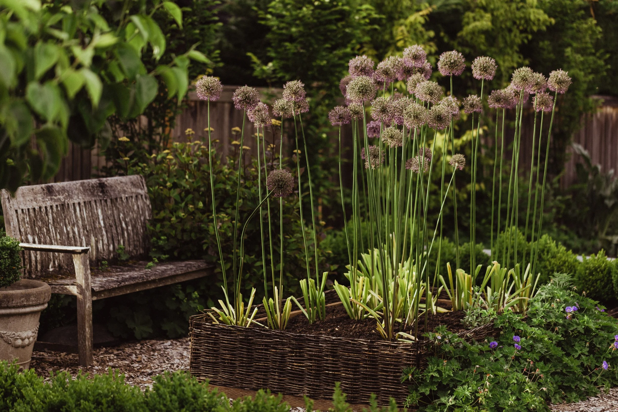 Garden - Design - Ashley - Holmes .jpg