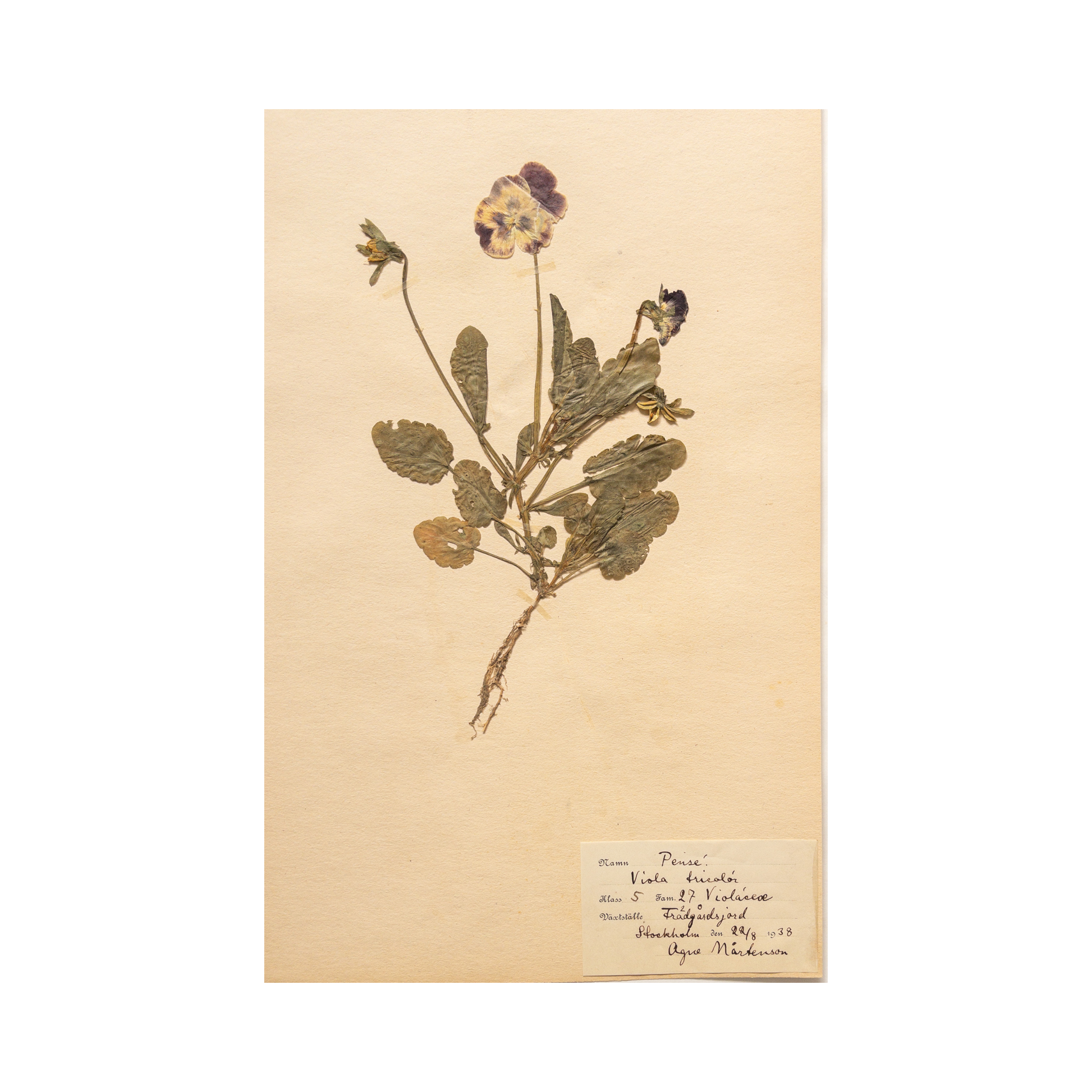 Herbarium I Pressed Flower Art.png