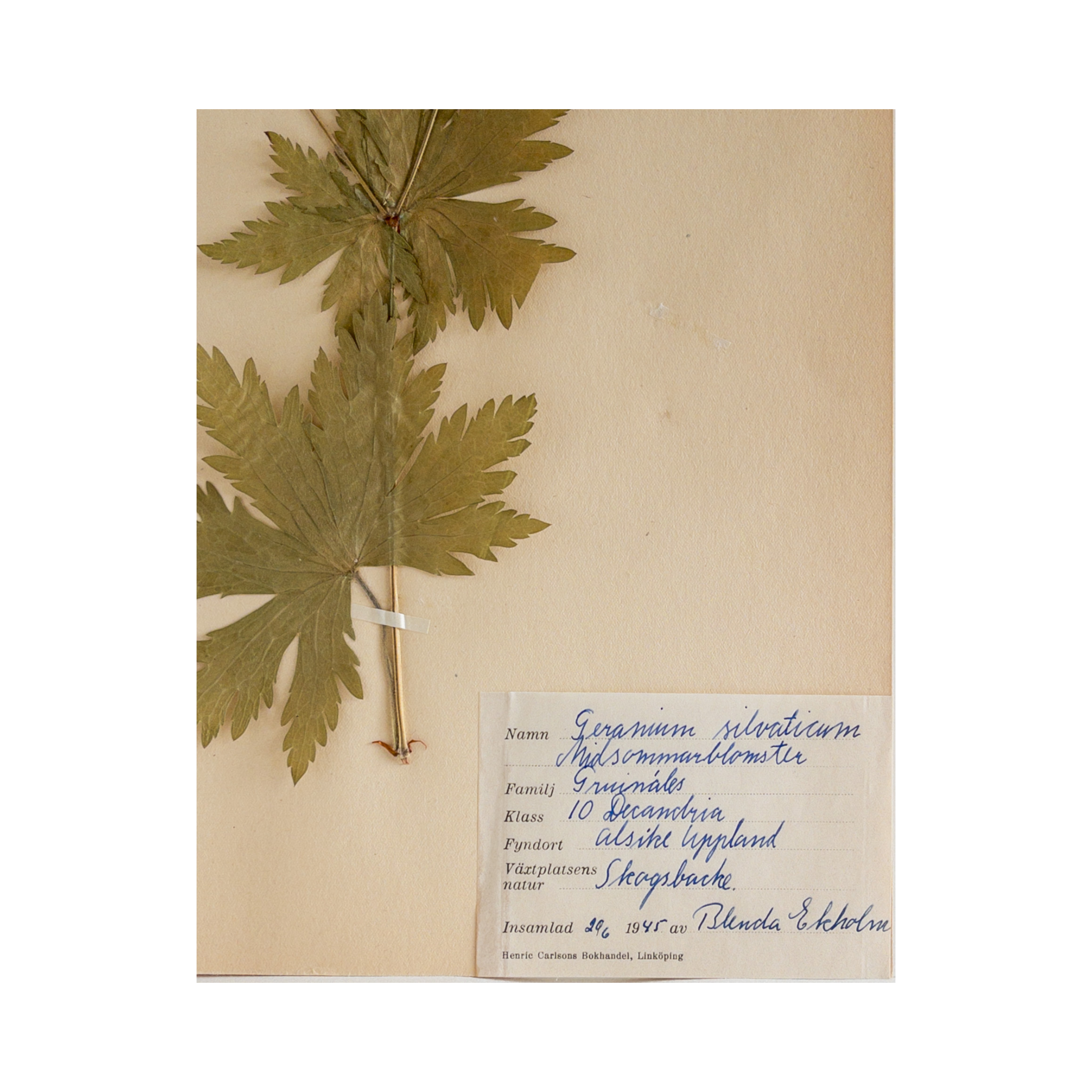 Ashley Holmes Design I Vintage Pressed Flower.png