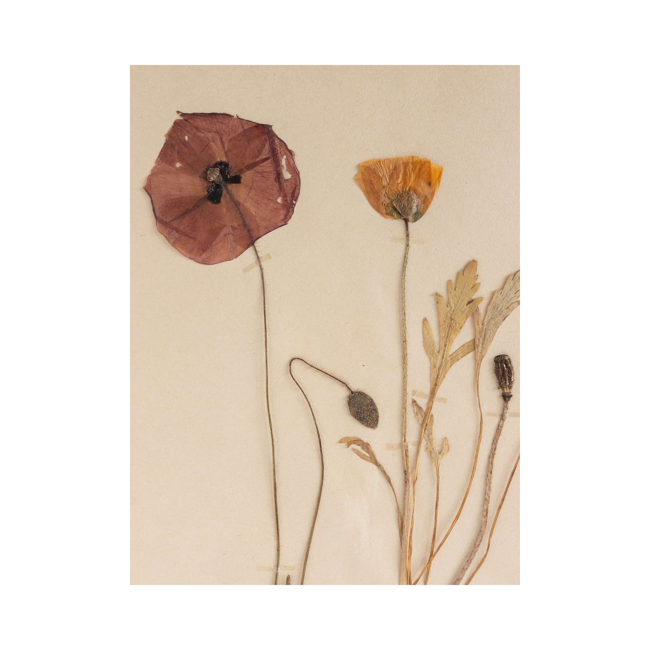Poppy I Pressed Flower Art .png
