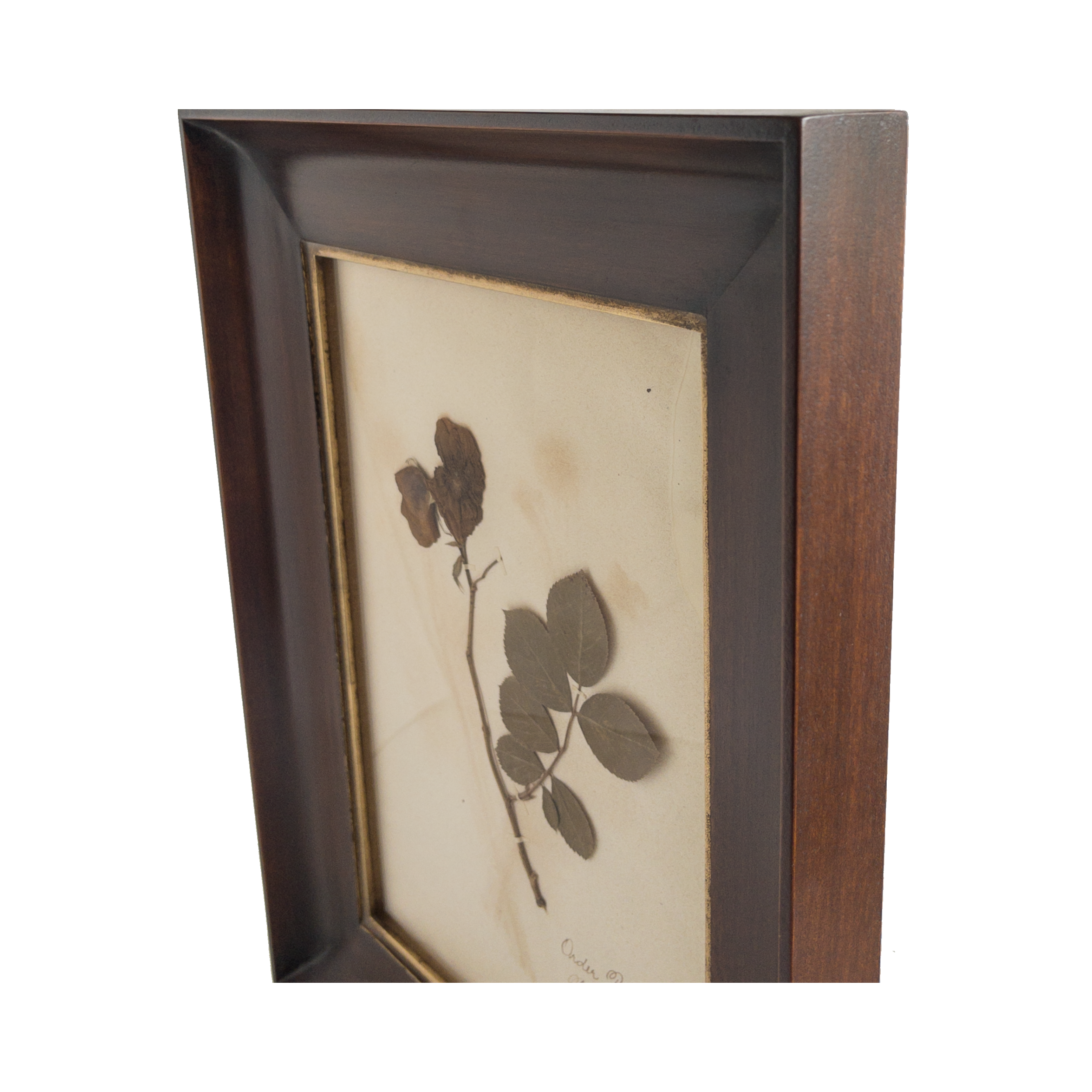 Ashley Holmes Design I Antique Herbarium I Antique Framed Herbarium.png