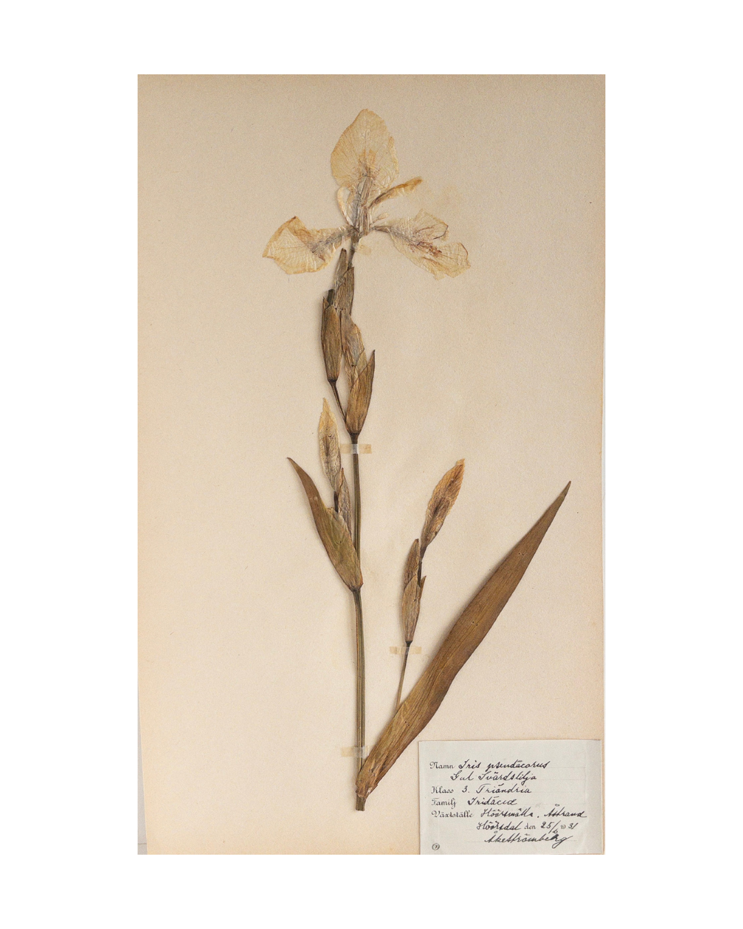 Vintage Swedish Herbarium - Yellow flag Iris, circa 1931
