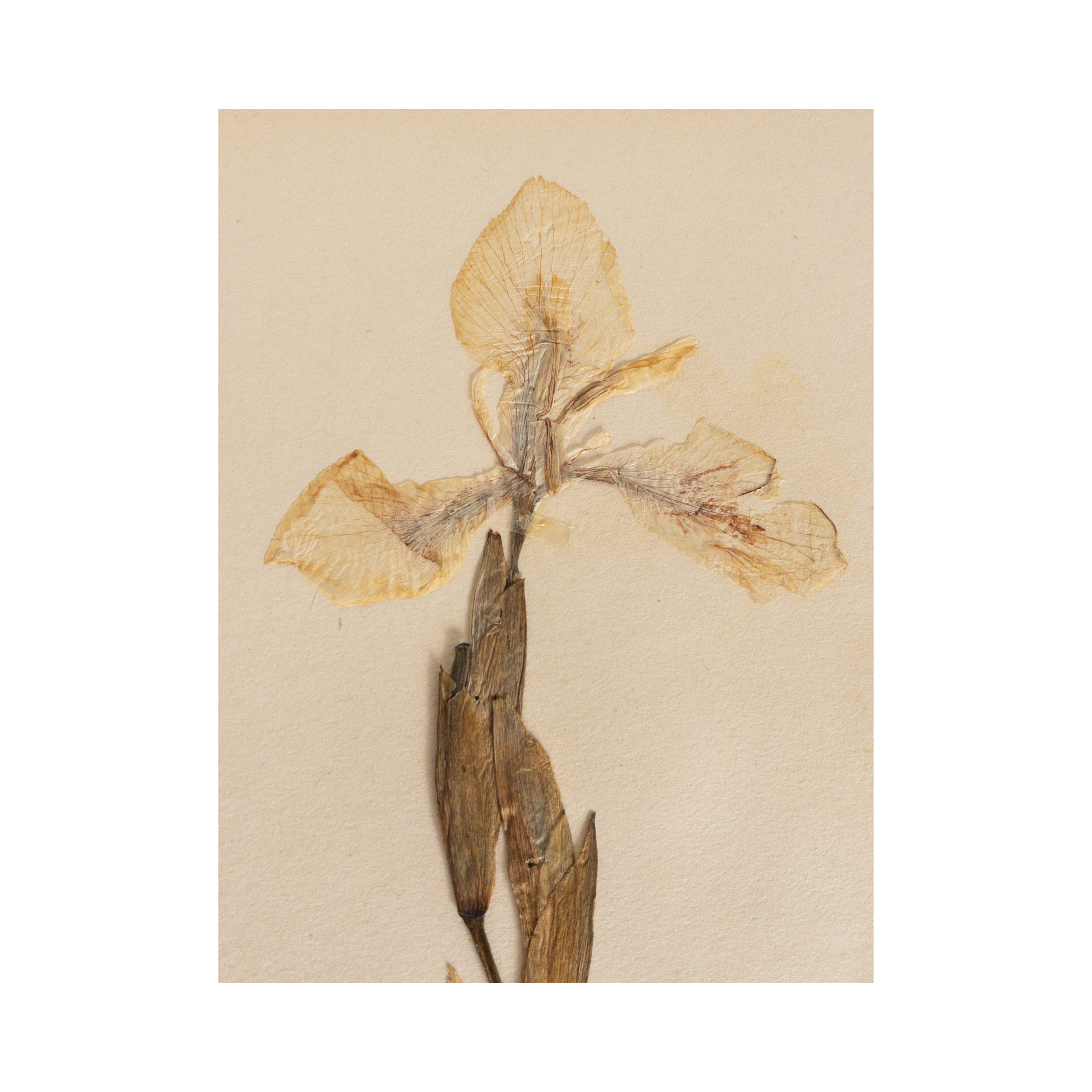 Iris I Herbarium I Ashley Holmes Design.png