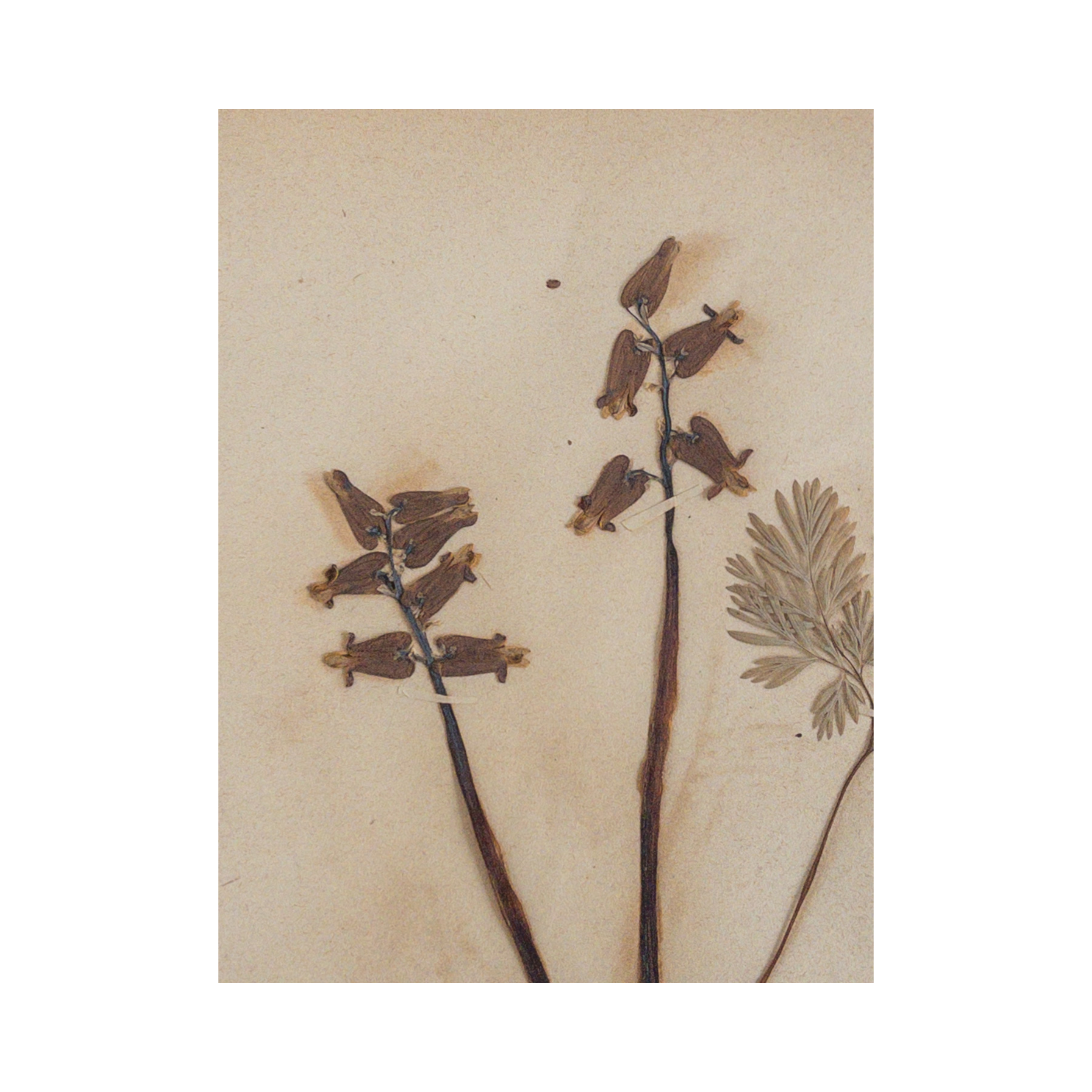 Vintage Pressed Flower Art I Ashley Holmes Design .png