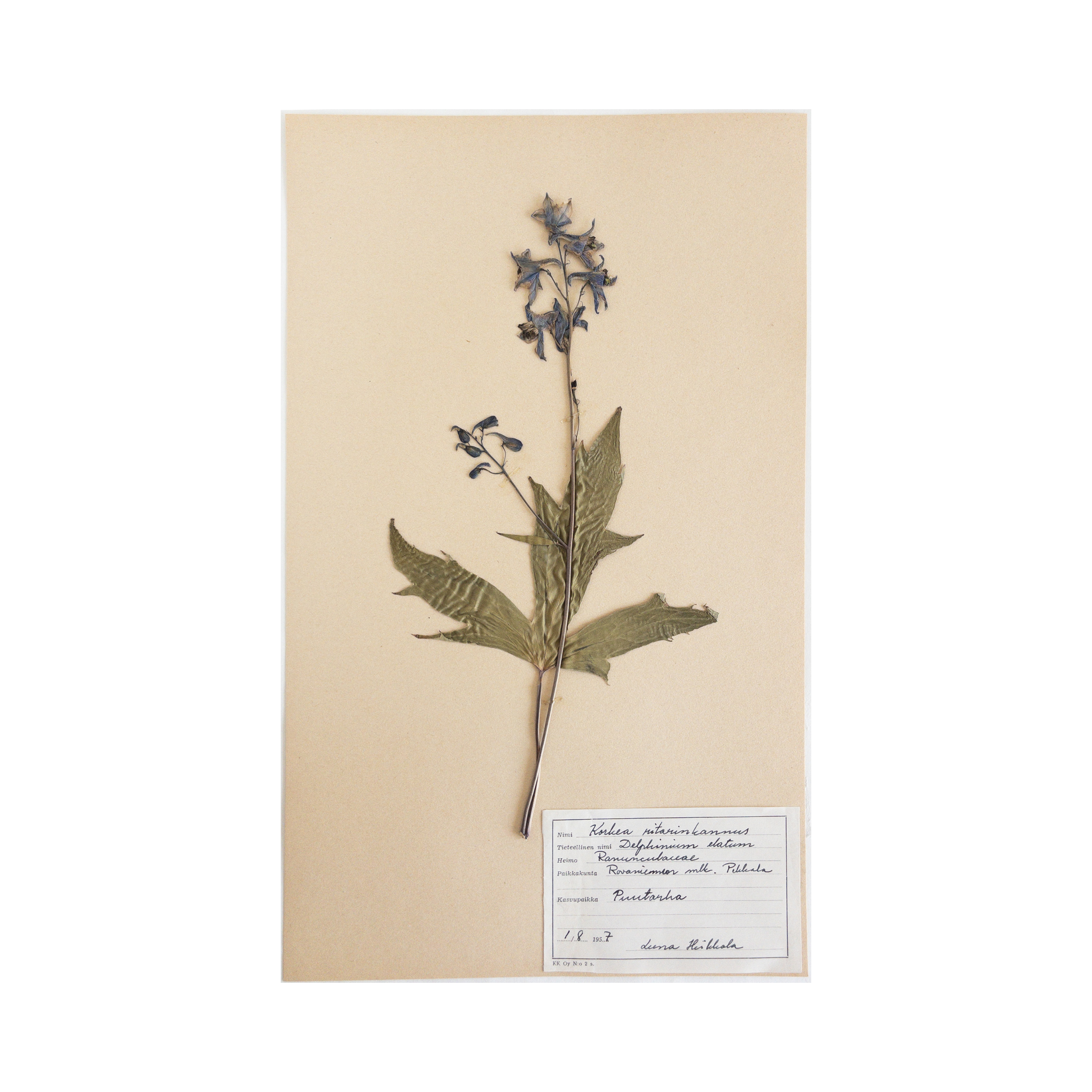 Vintage Swedish Herbarium - Blue Delphinium, circa 1957