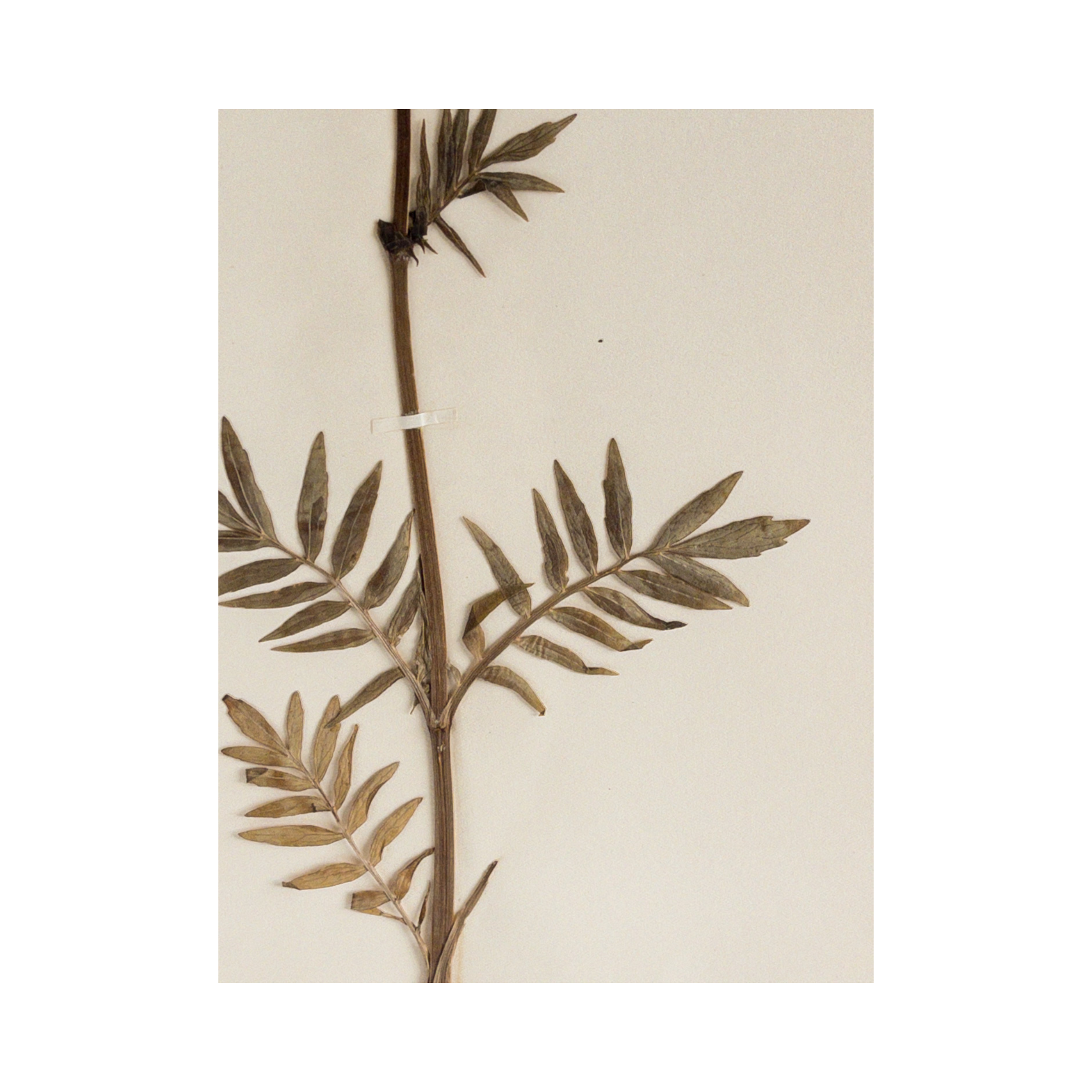 Herbarium Art I Antique Pressed Flower I Art.png