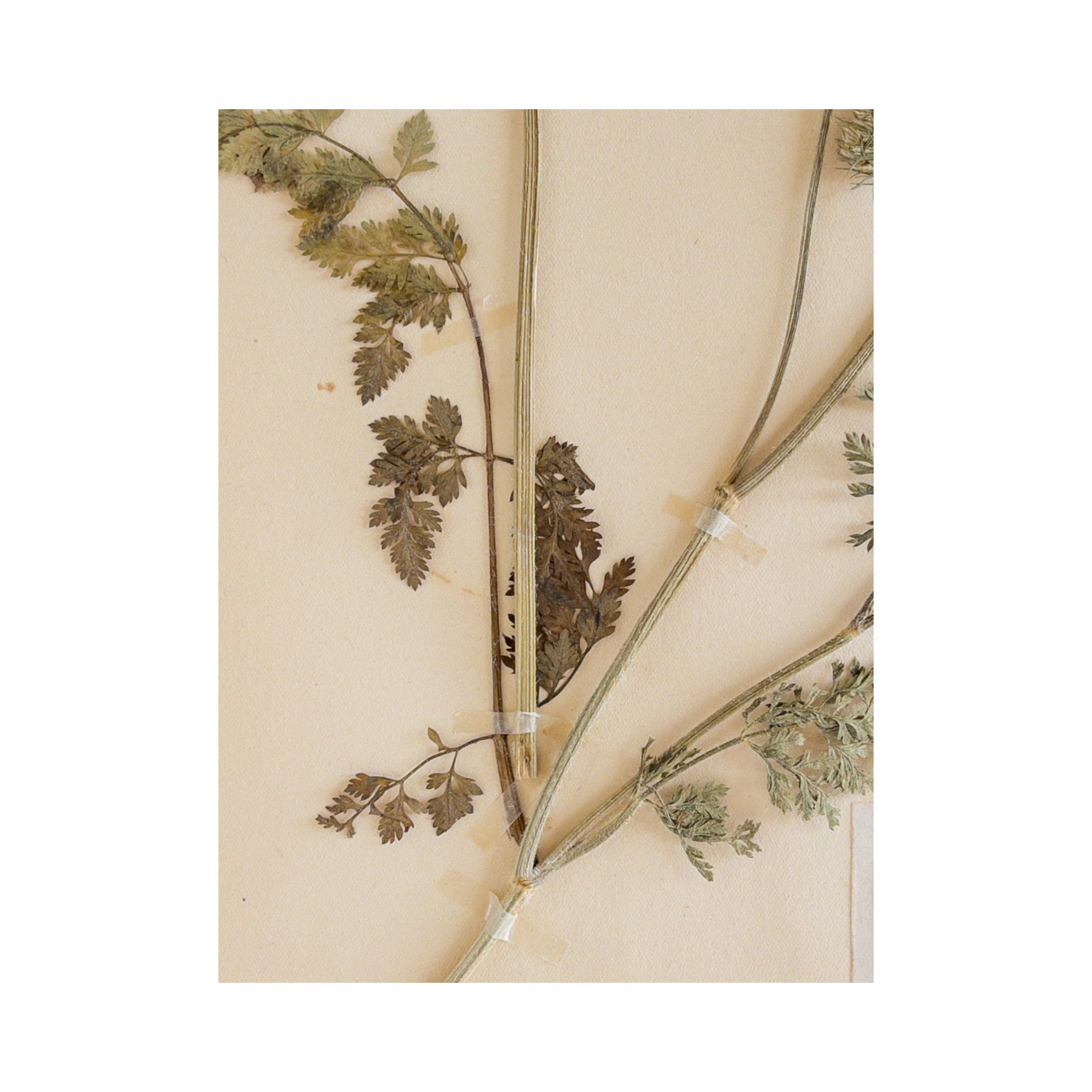 Ashley Holmes Design I Pressed Flower Art I vintage .png