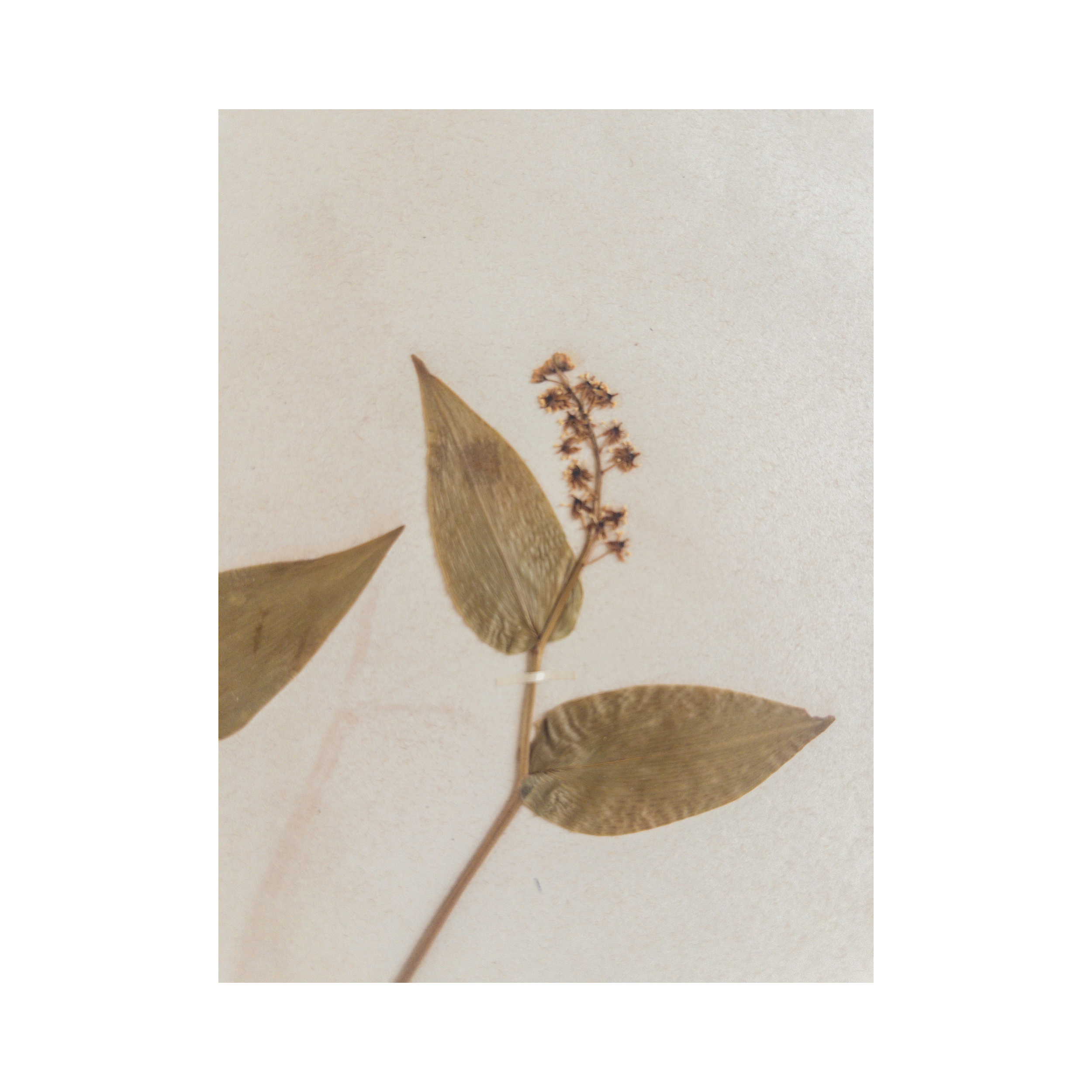 Ashley Holmes Design I Herbarium .png