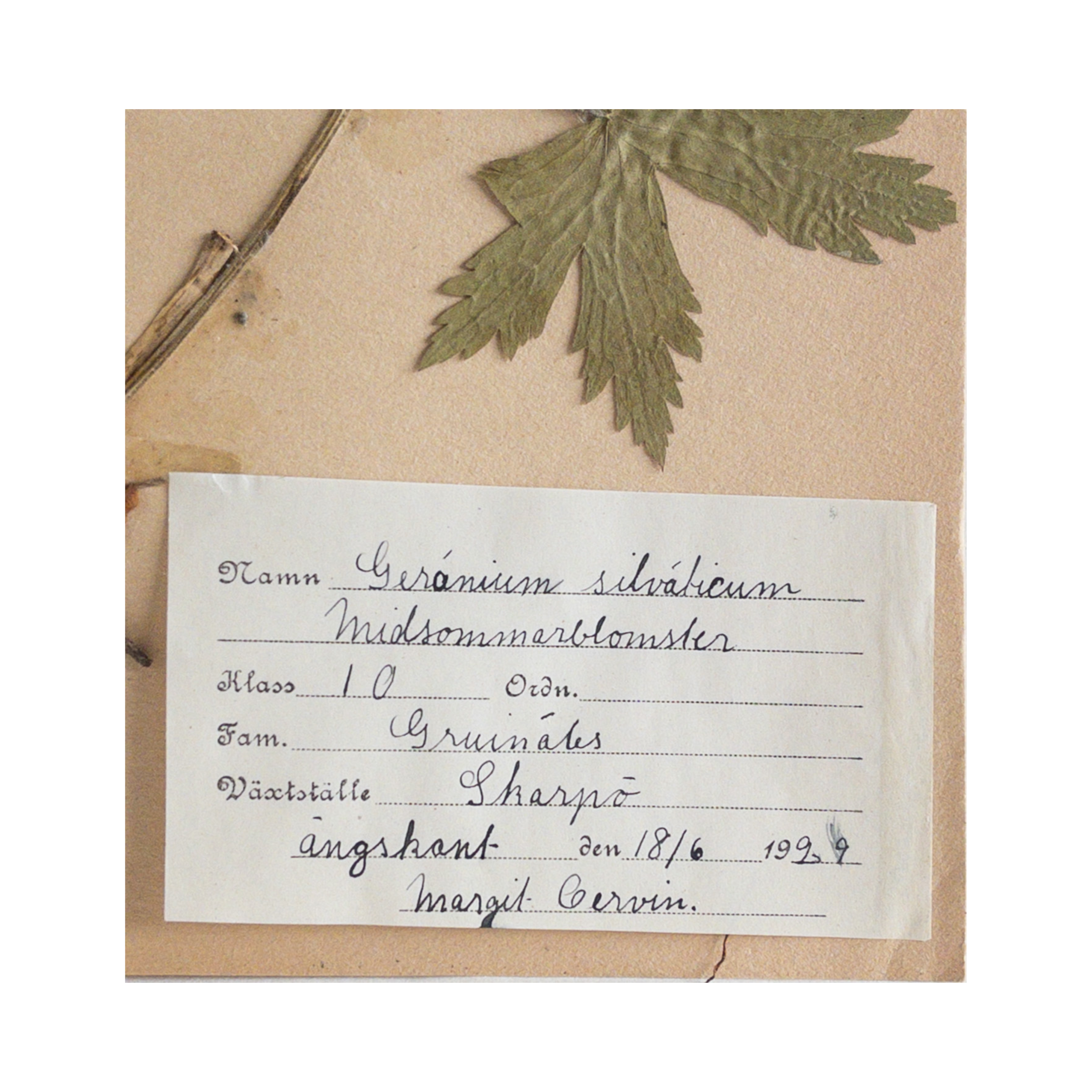 Pressed Flower Art I Vintae HErbarium.png