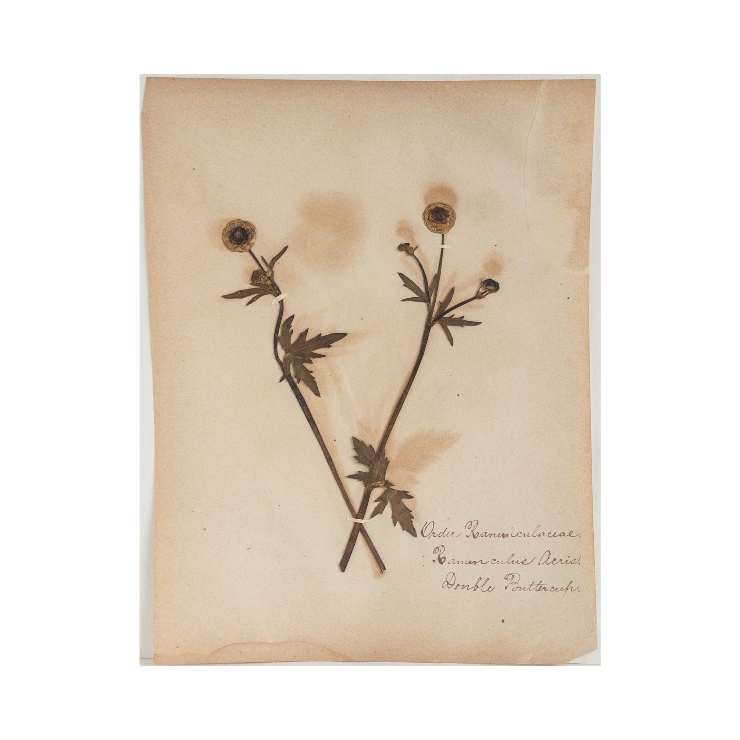 Ashley Holmes Design I Herbarium Art.png