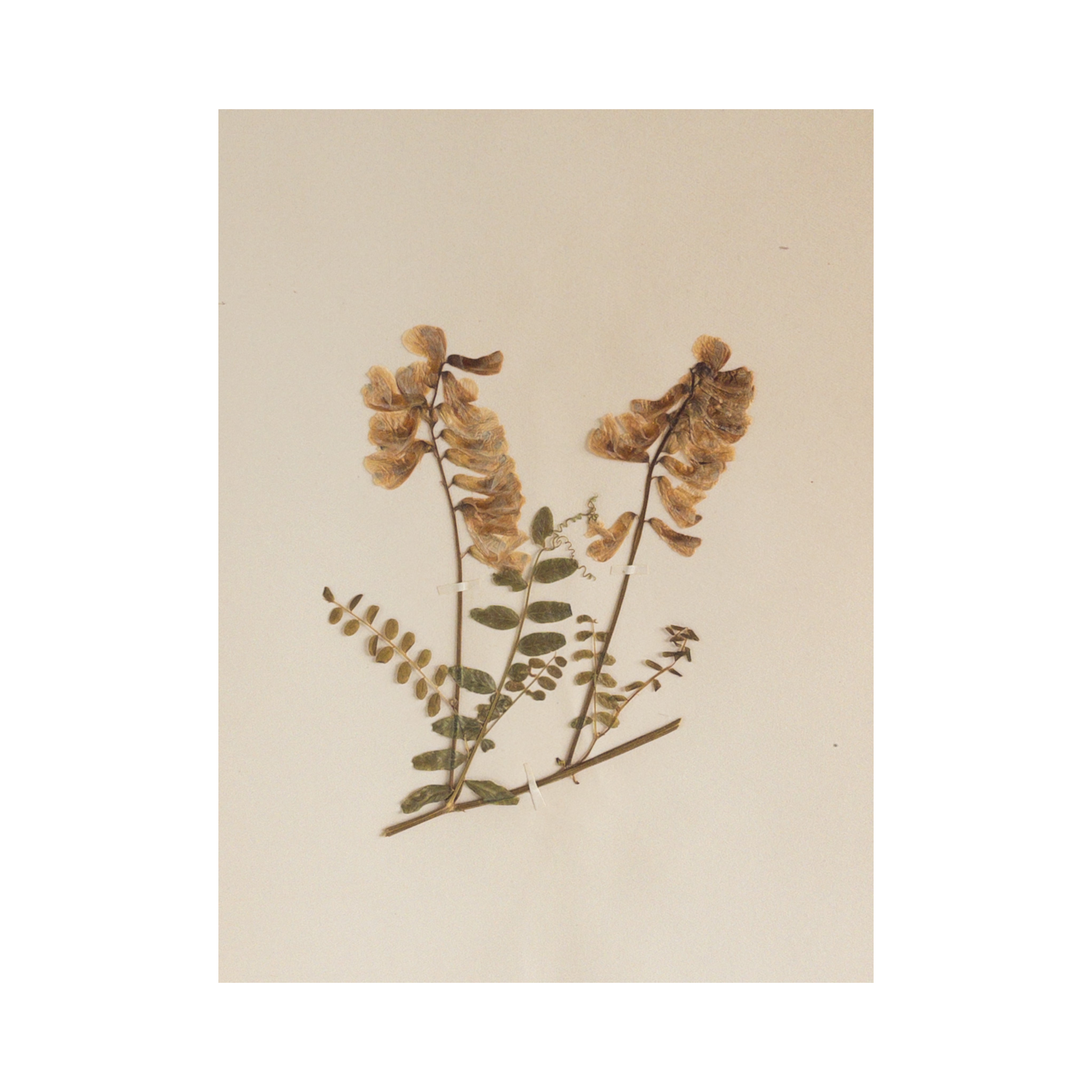 Antique Pressed Flower Herbarium.png