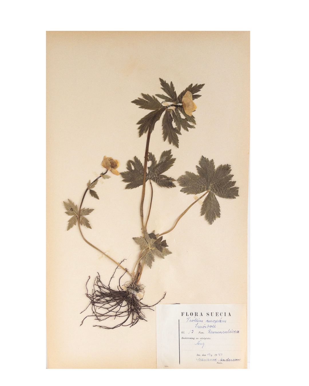 Vintage Swedish Herbarium - Globeflower, circa 1947
