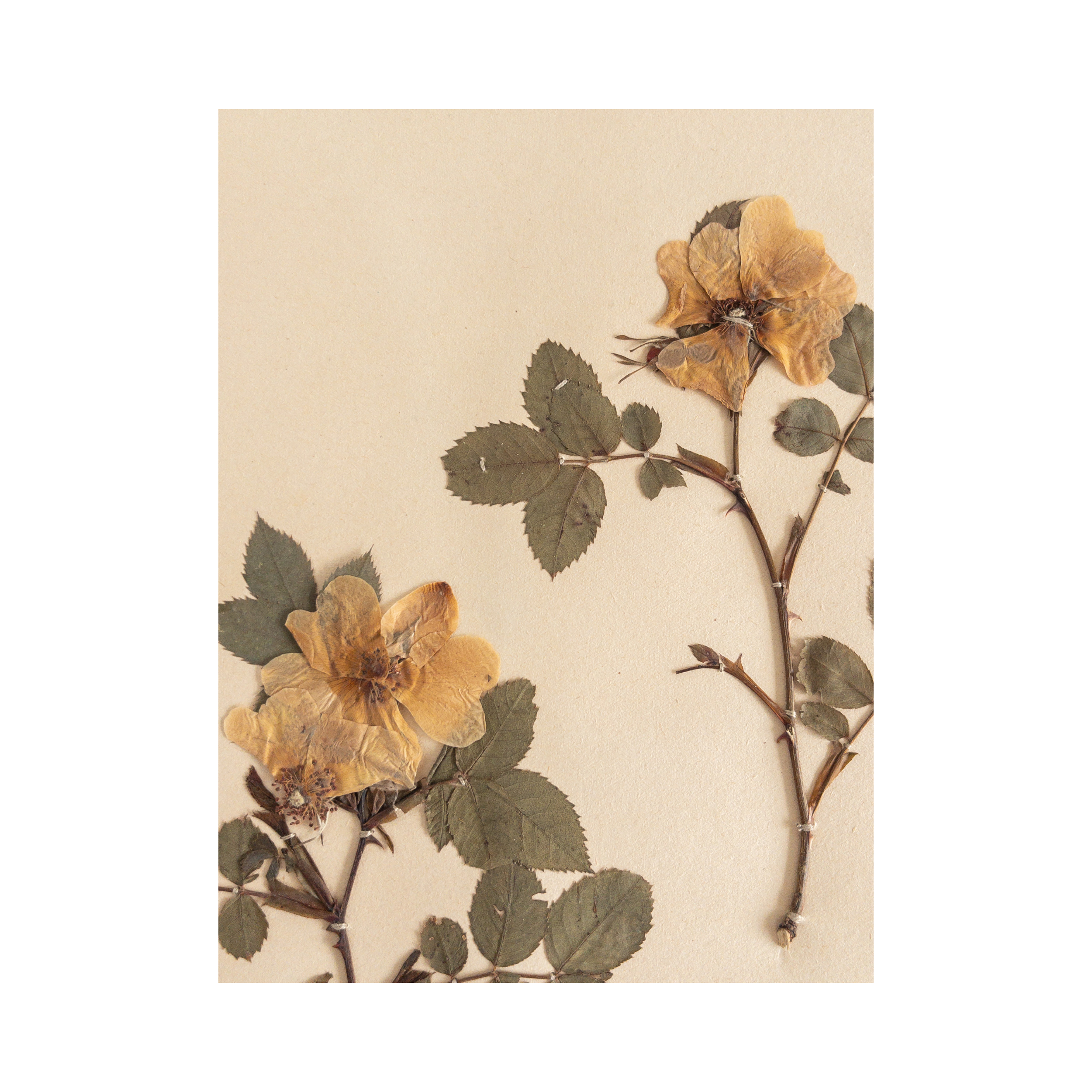 Herbarium Art I Dog Rose I Pressed Flower .png