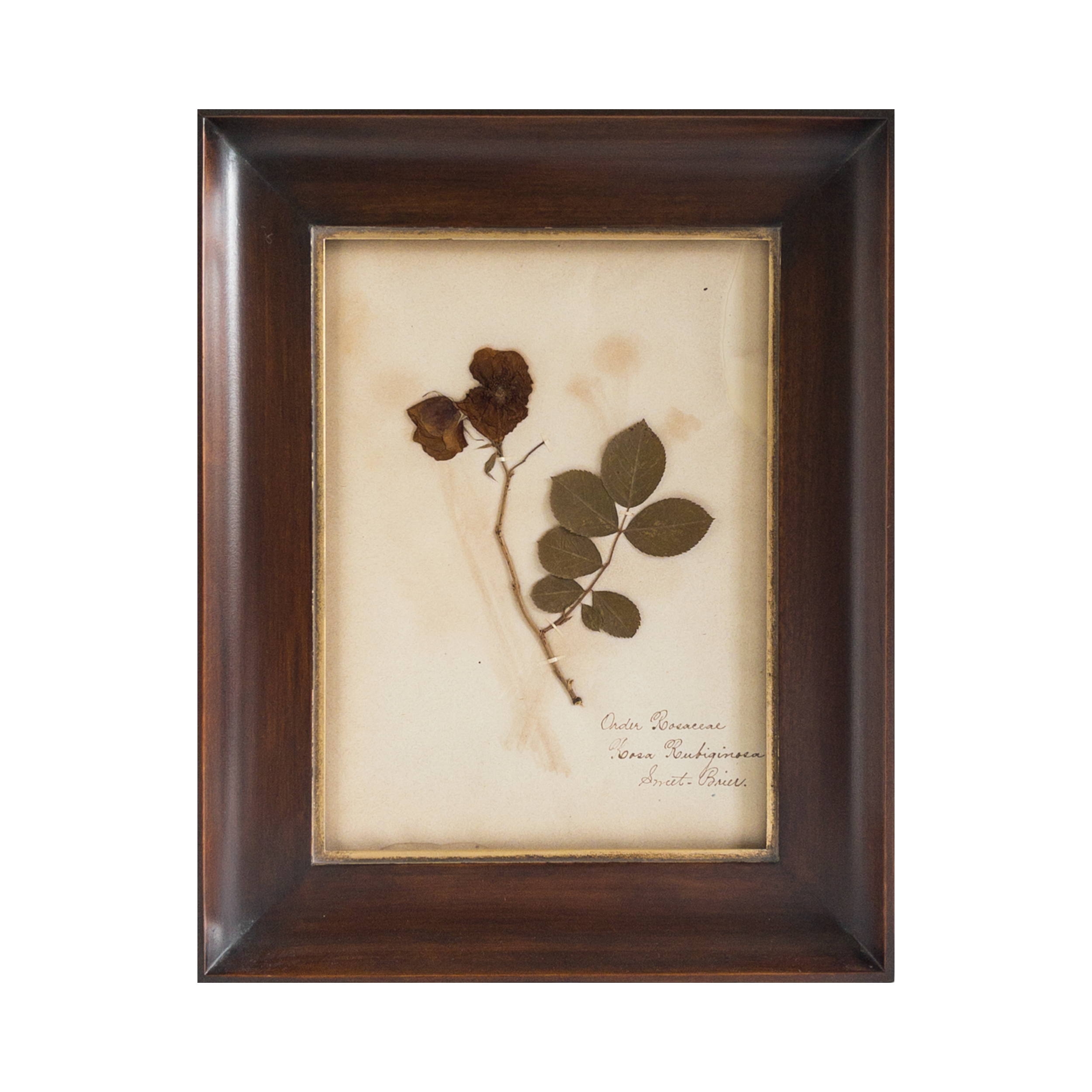 Ashley Holmes Design I Antique Pressed Flowers I Herbarium Art.png