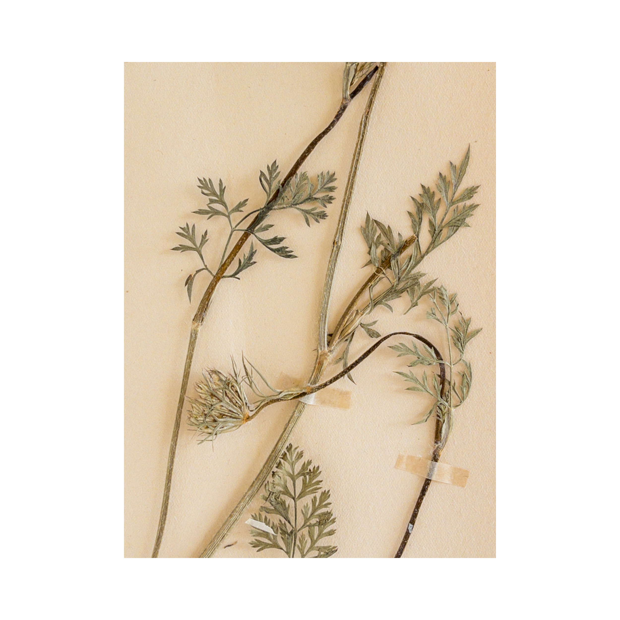 Pressed Flower Art I Herbarium I Vintage I Ashley Holmes Design.png