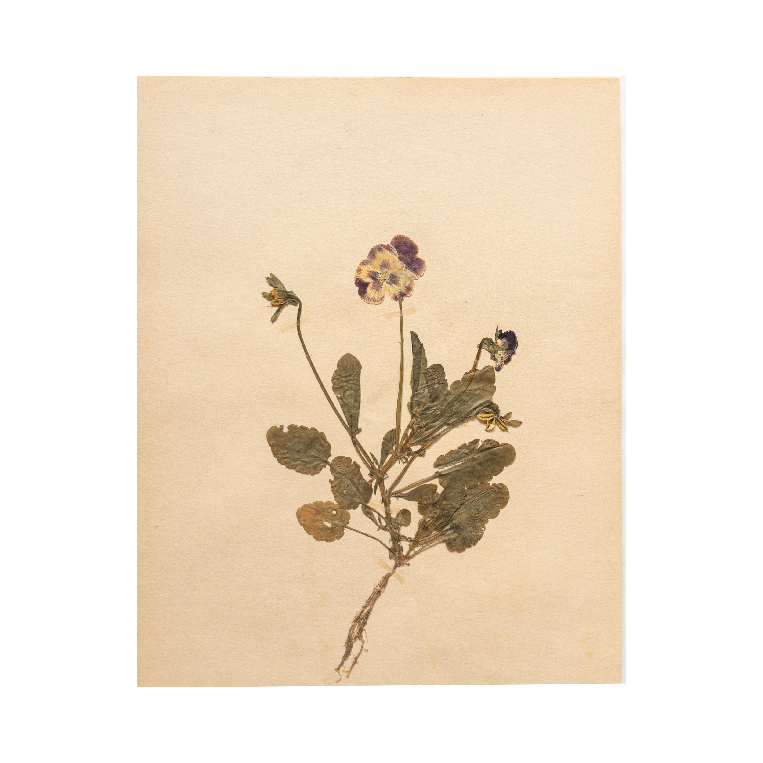 Herbarium I Pressed Flower Art I .png