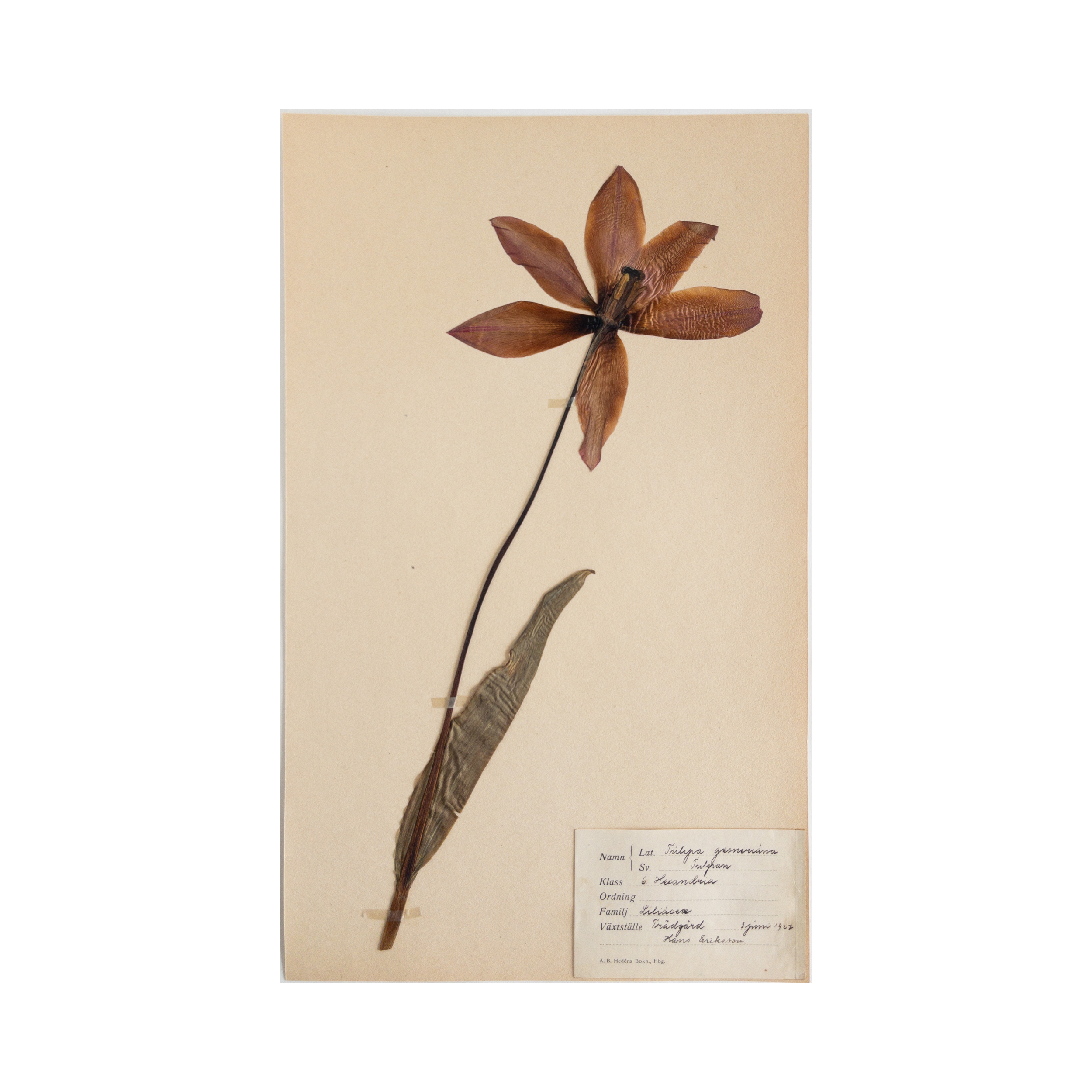 Antique Swedish Herbarium - Tulip, circa 1922