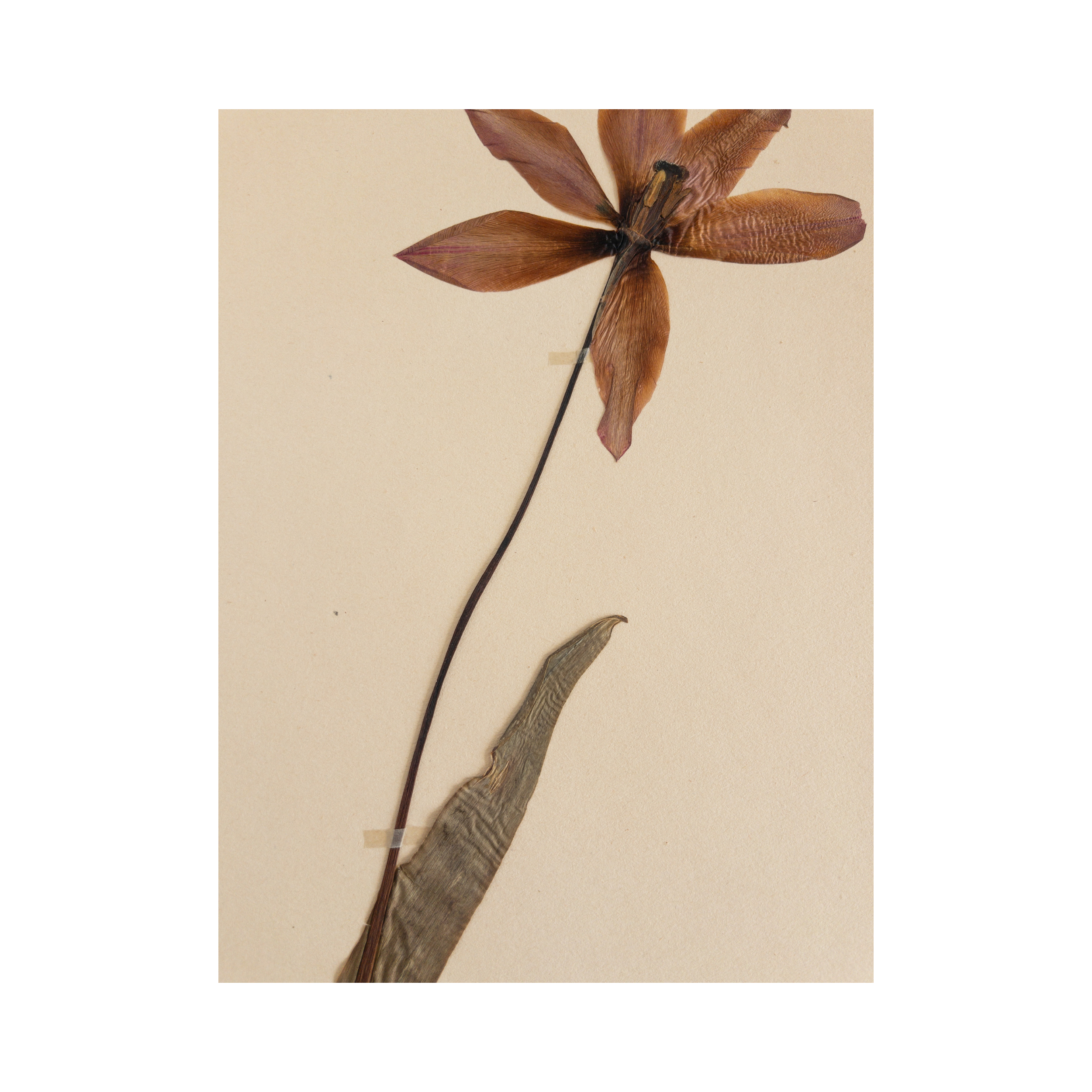 Ashley Holmes Design I Pressed Flower ArtI Herbarium I Tulip.png