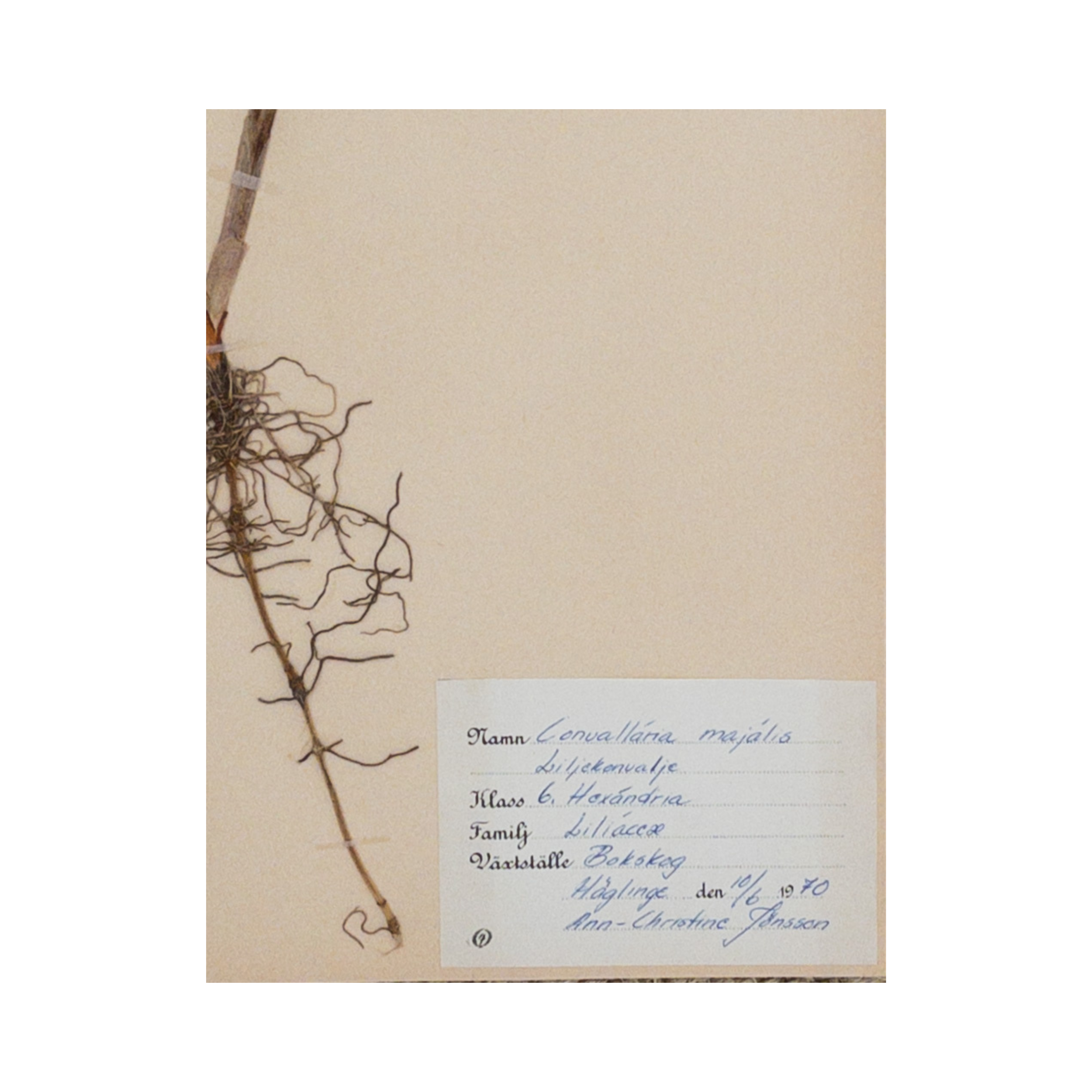 Ashley Holmes Design I Swedish Herbarium I Pressed Flower.png