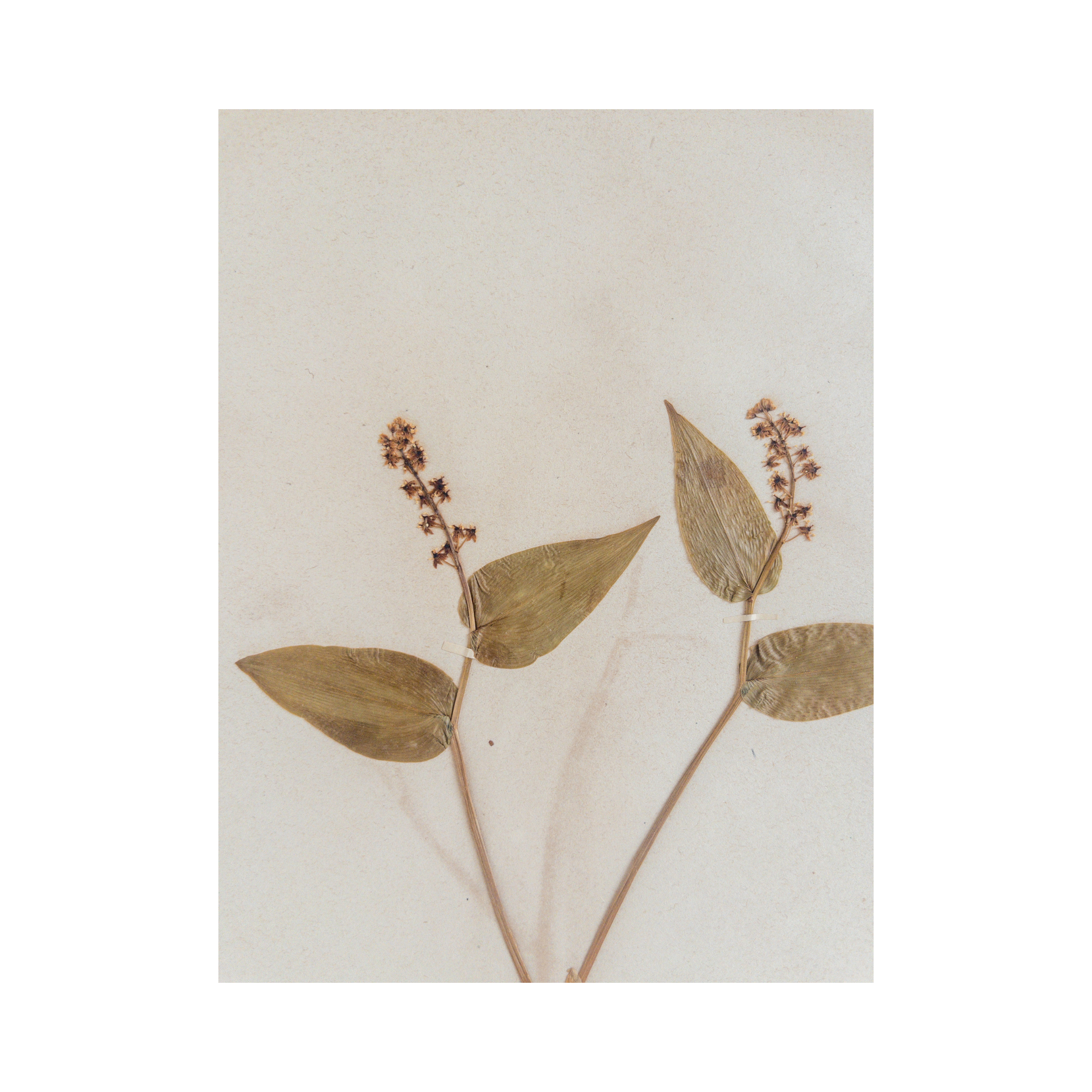 Ashley Holmes Design I Pressed Flower Art.png