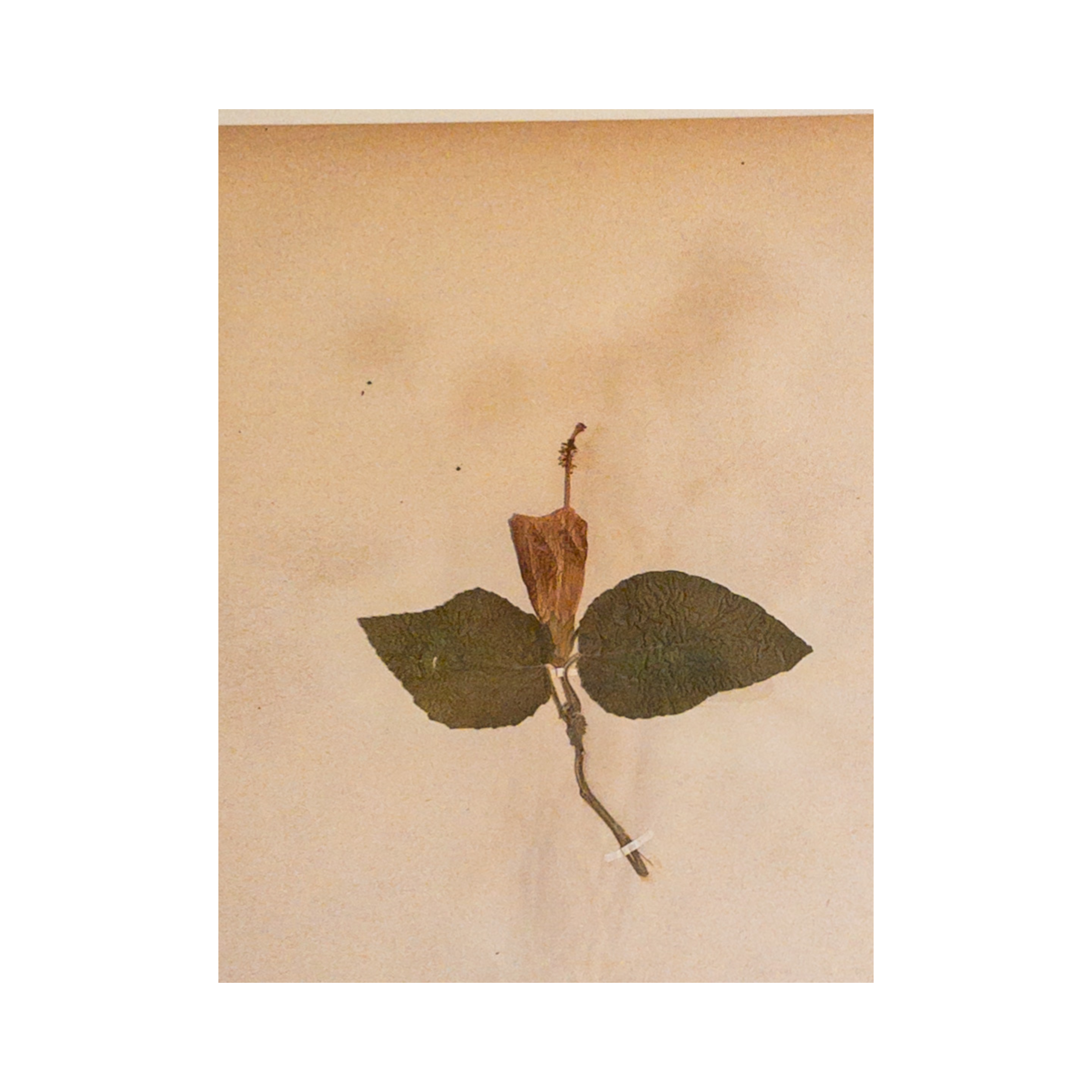 Antique Pressed Flower Art I Herbarium I Ashley Holmes Design.png