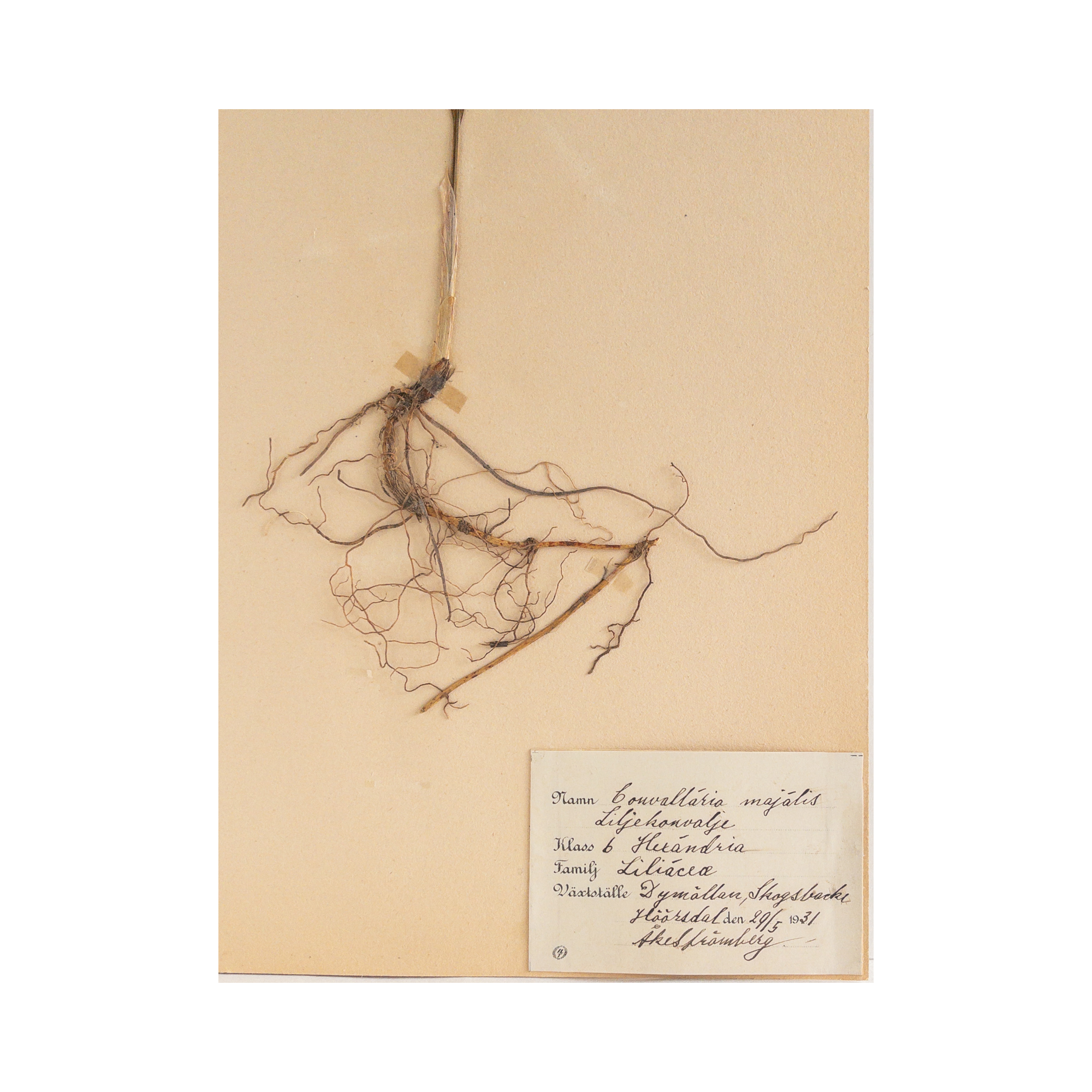 Lily of the Valley I Herbarium Art I Pressed Flower .png