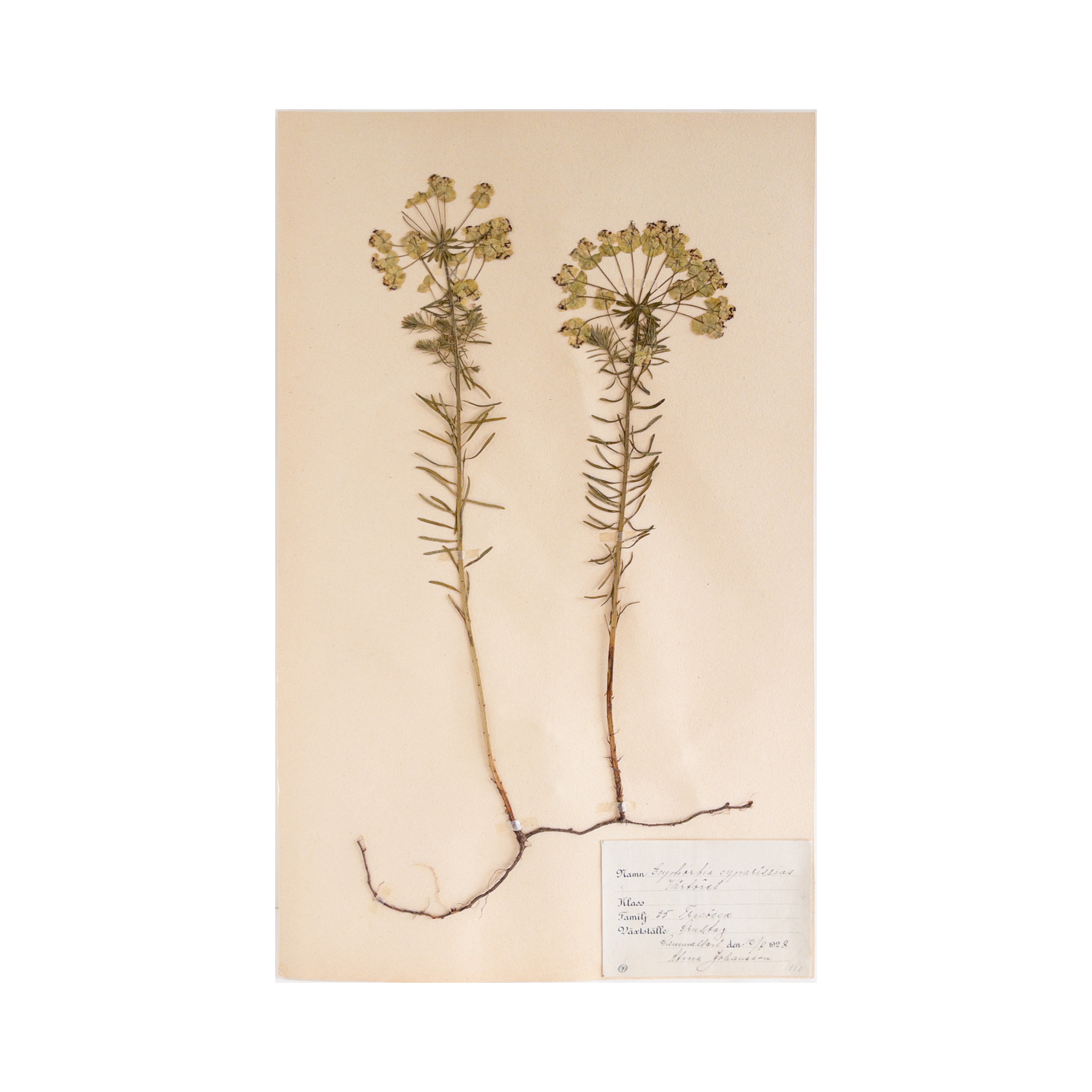 Vintage Swedish Herbarium - Euphorbia Cypress Spurge, circa circa 1927