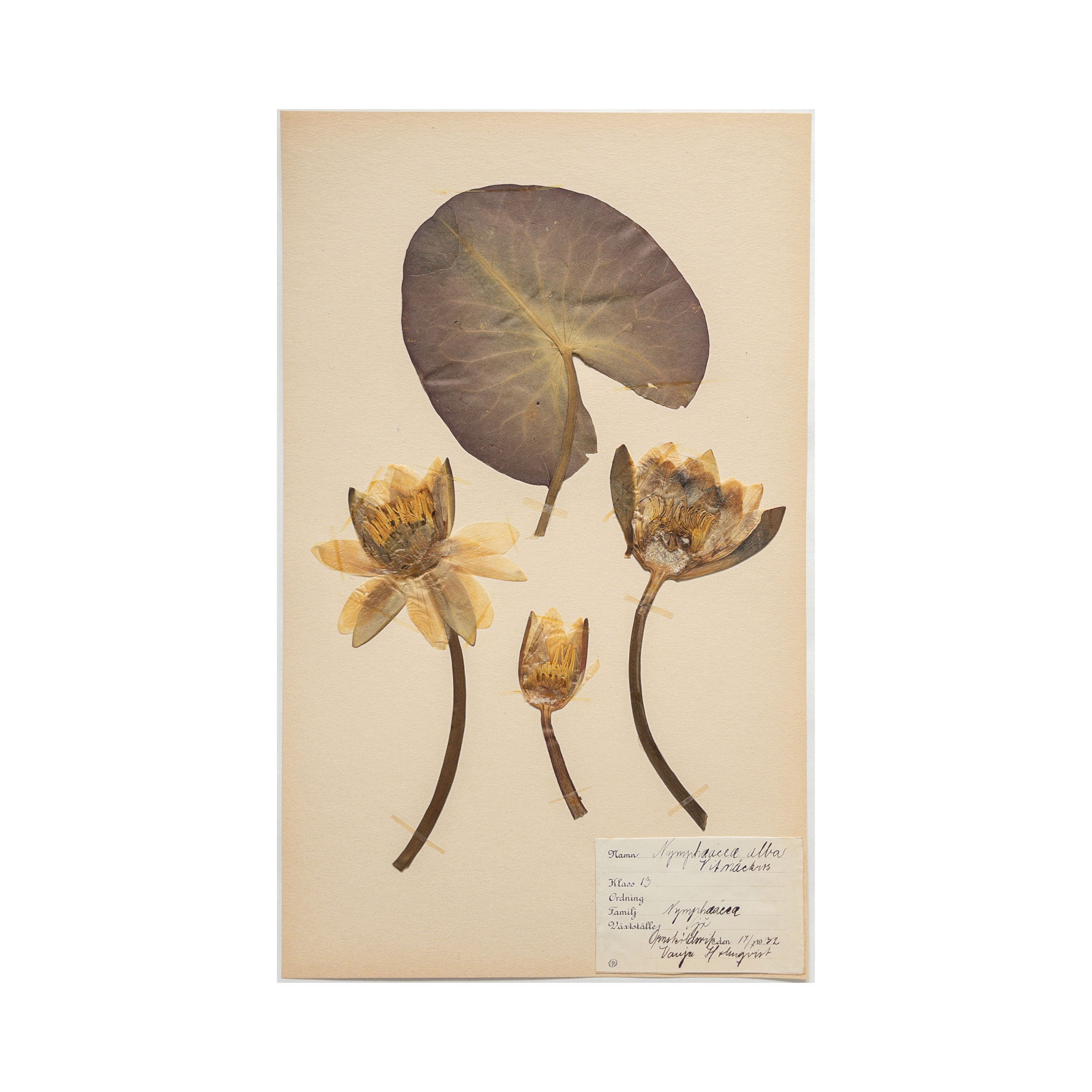 Vintage Swedish Herbarium - Water Lily, circa 1932
