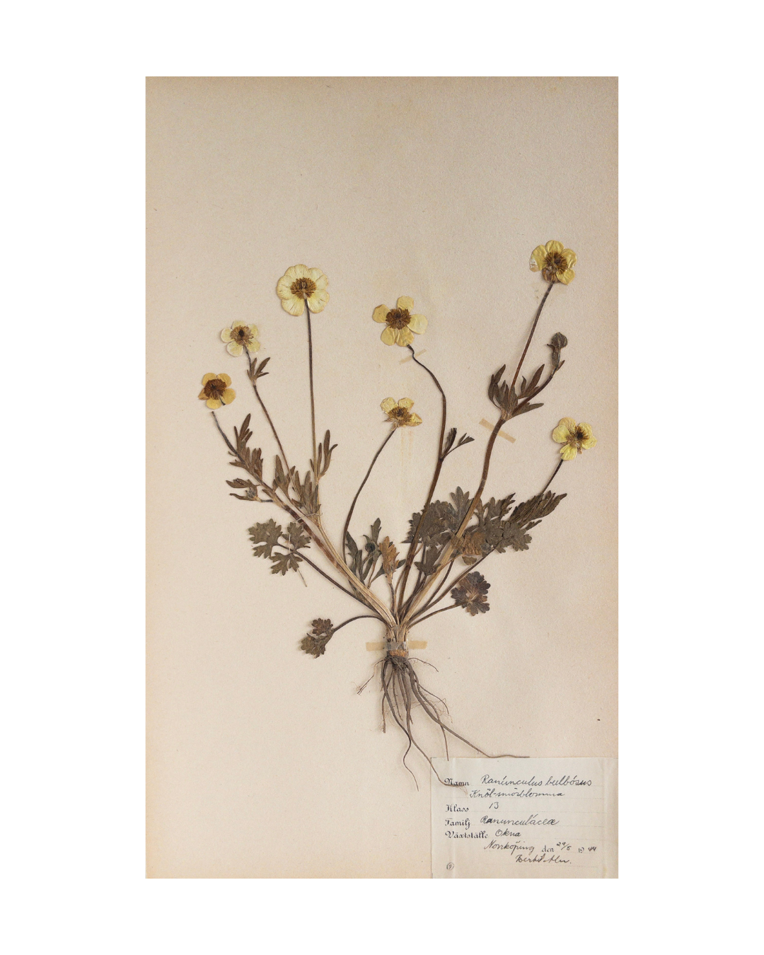 Vintage Swedish Herbarium - Buttercup, circa 1944