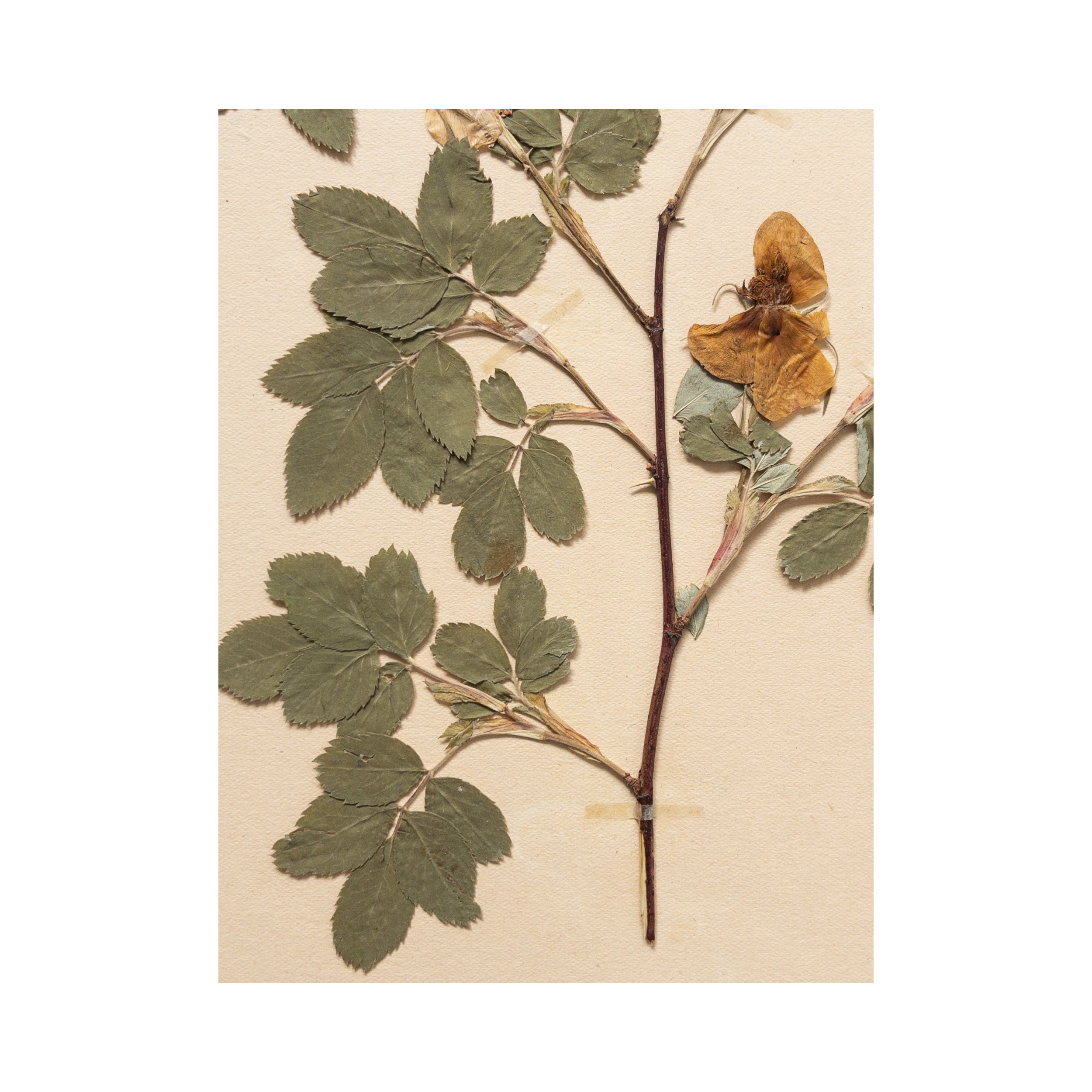 Framed Pressed Flower Art I Herbarium.png