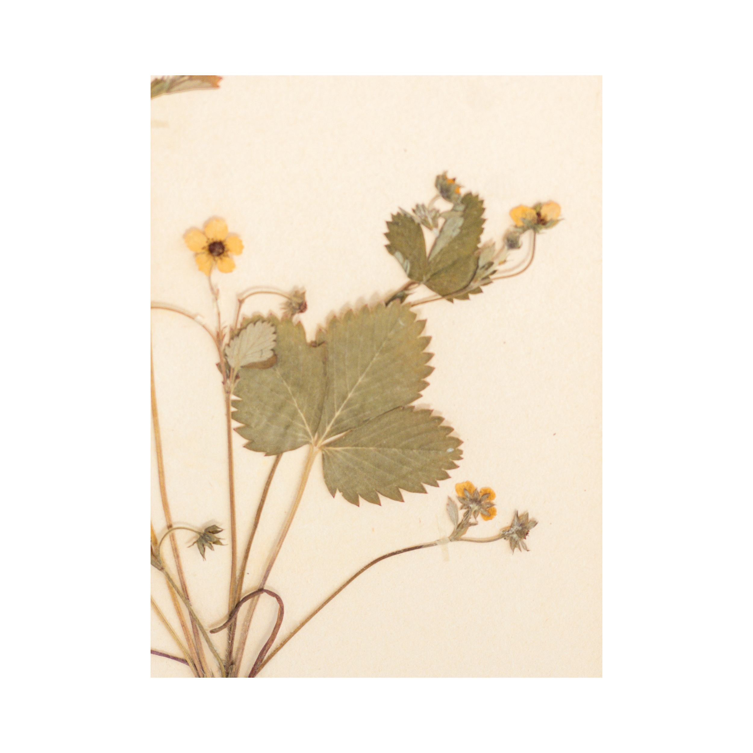 Swedish Herbarium I Flower I Art .png