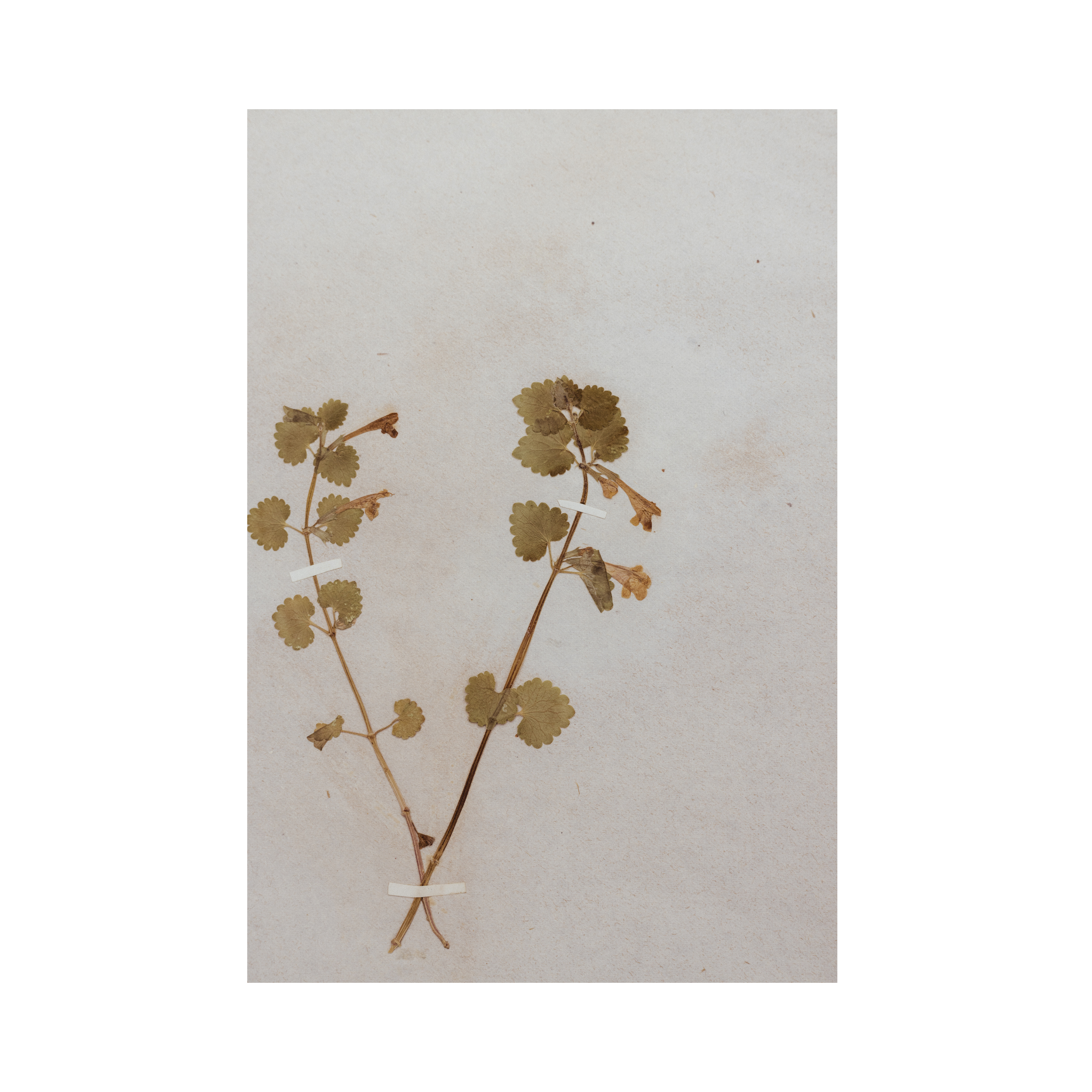Ashley Holmes Design I Woodland Collection I antique pressed flower.png