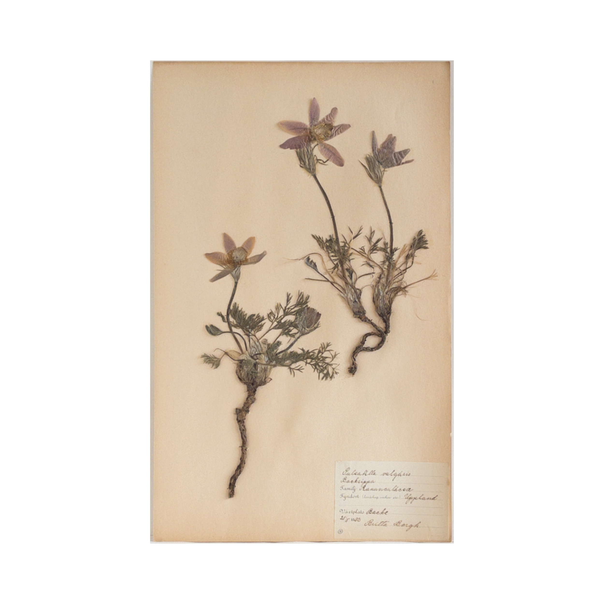 Vintage Swedish Herbarium - Pasqueflower, circa 1933
