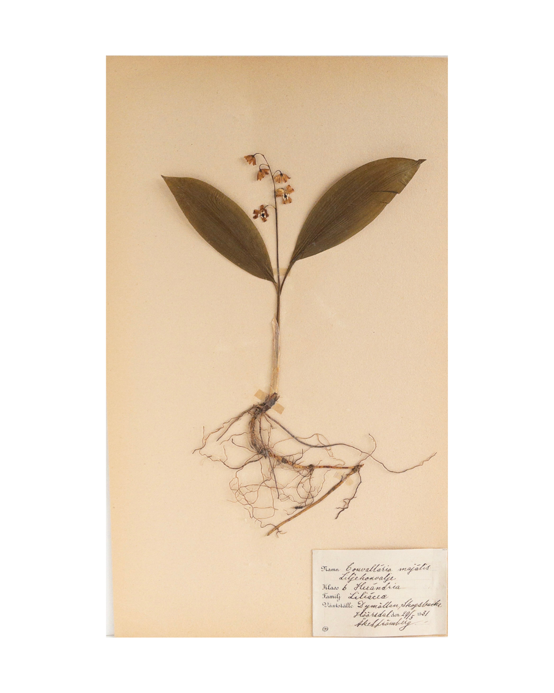 Vintage Swedish Herbarium - Lily of the Valley, circa 1931
