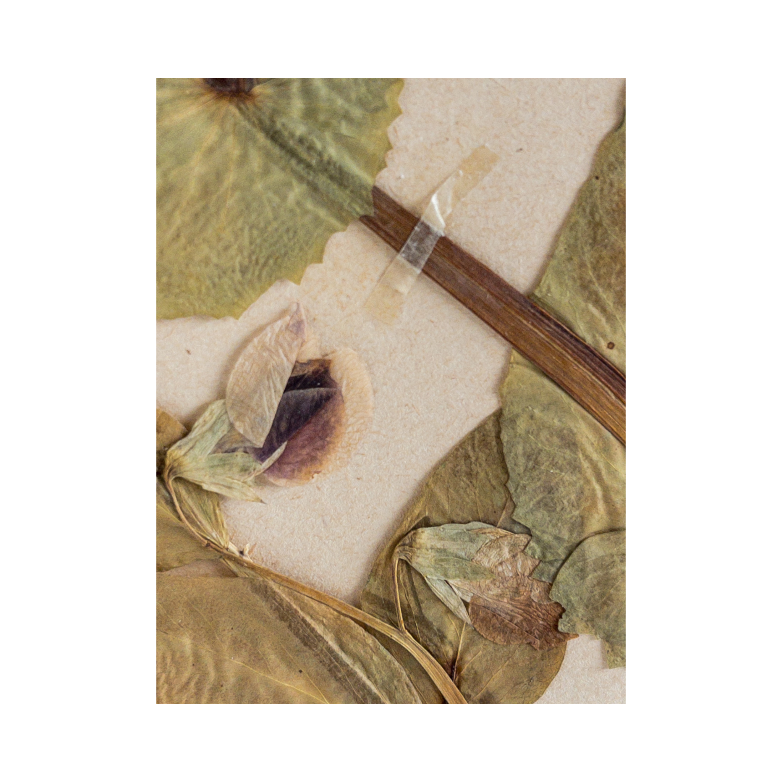 Pressed Flower Art I Swedish Herbarium I Ashley Holmes Design.png