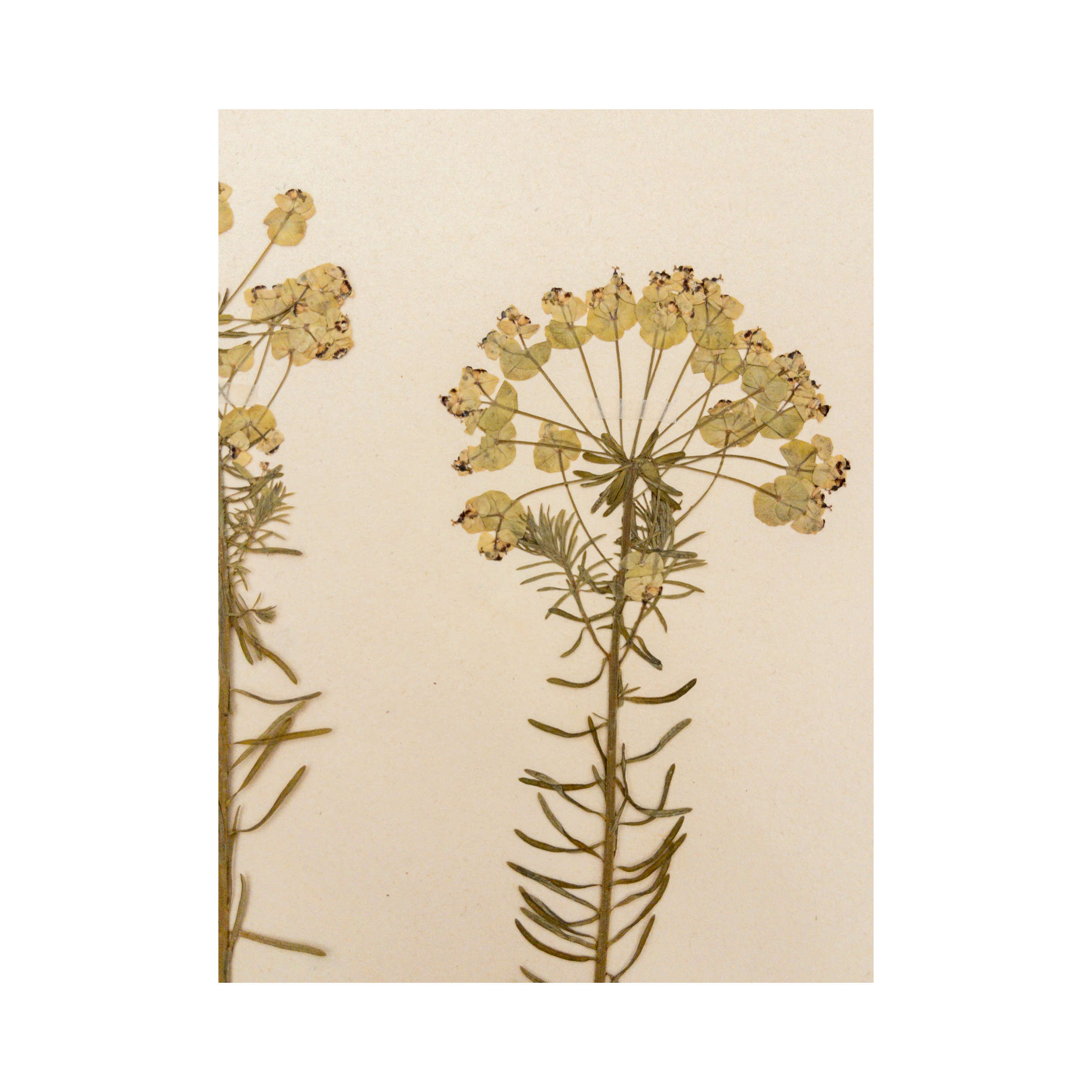 Pressed Flower Art I Ashley Holmes Design I Herbarium.png