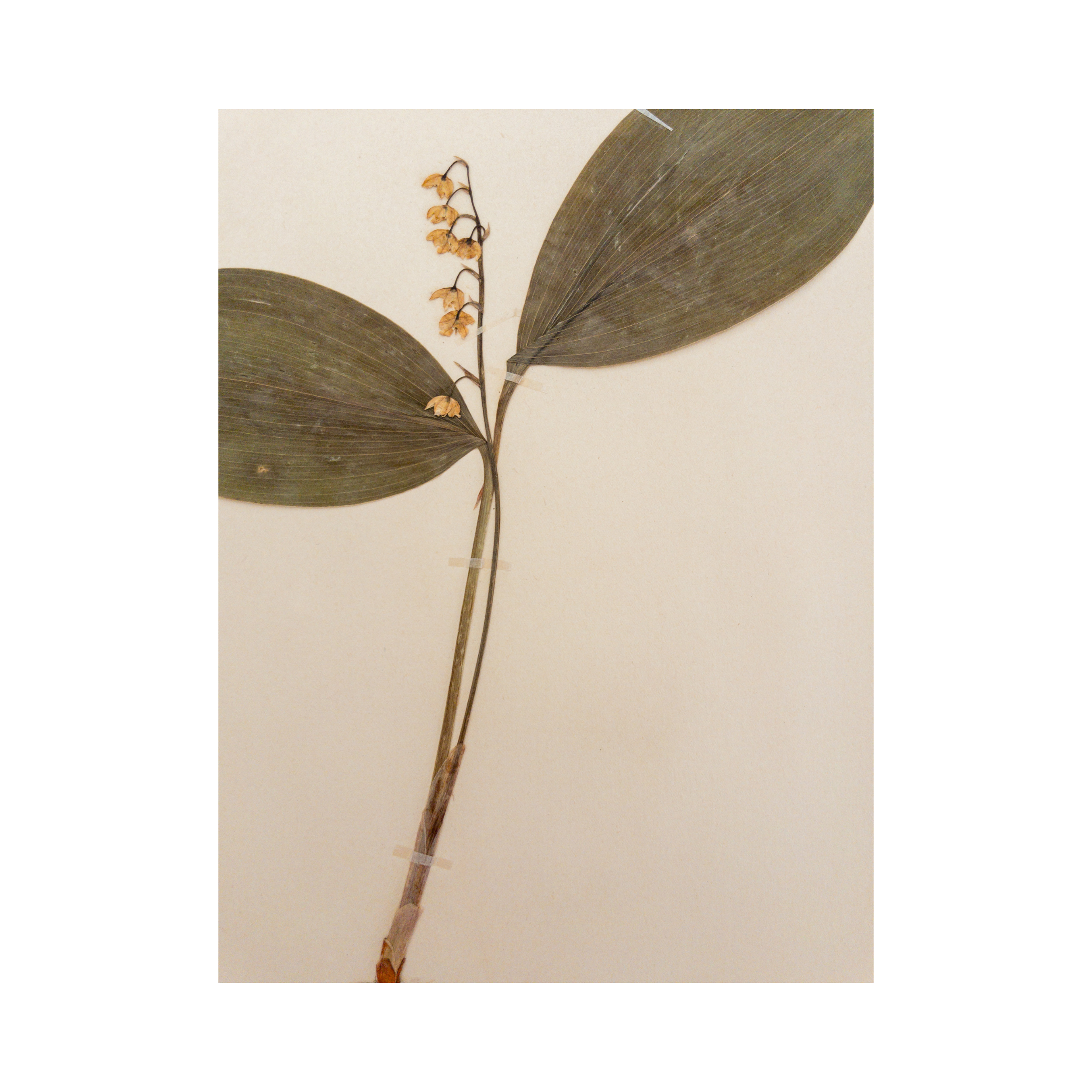 Ashley Holmes Design I Herbarium I Swedish I Pressed Flower.png
