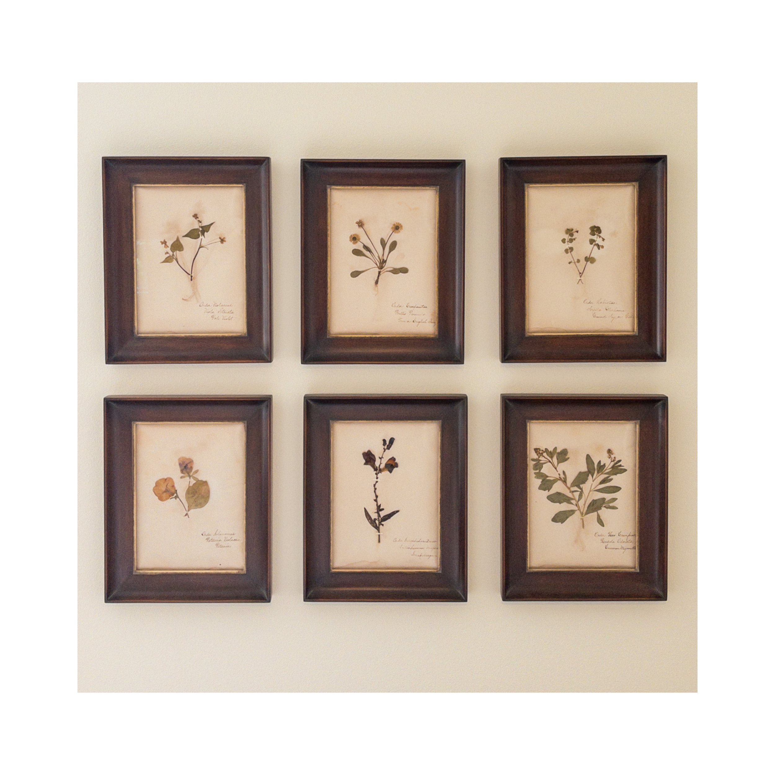 Herbarium Framed Art I Ashley Holmes Design .png