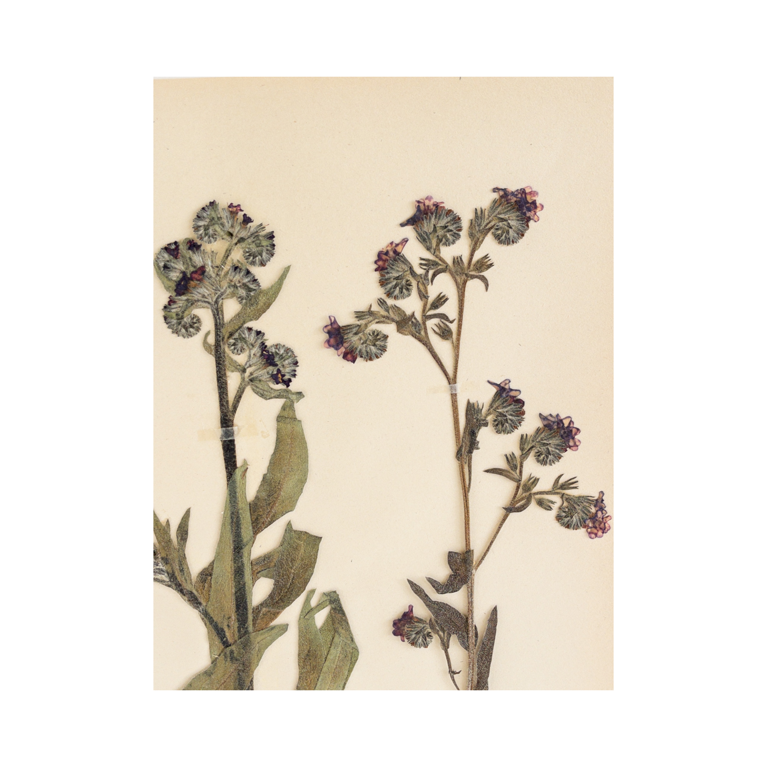 Swedish Pressed Flower Art I Vintage Herbarium I Ashley Holmes Design.png