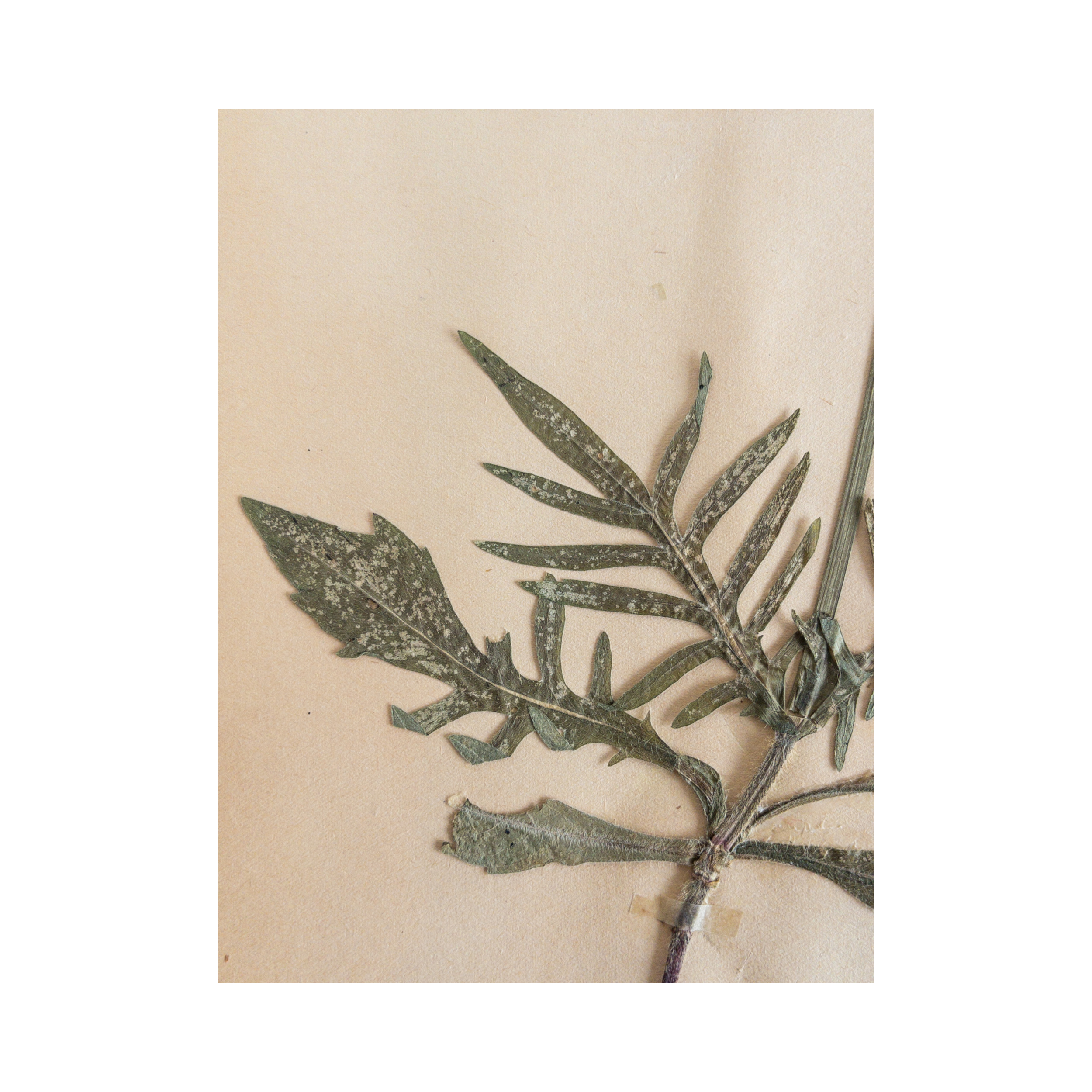 Scabiosa I Vintage Herbarium.png