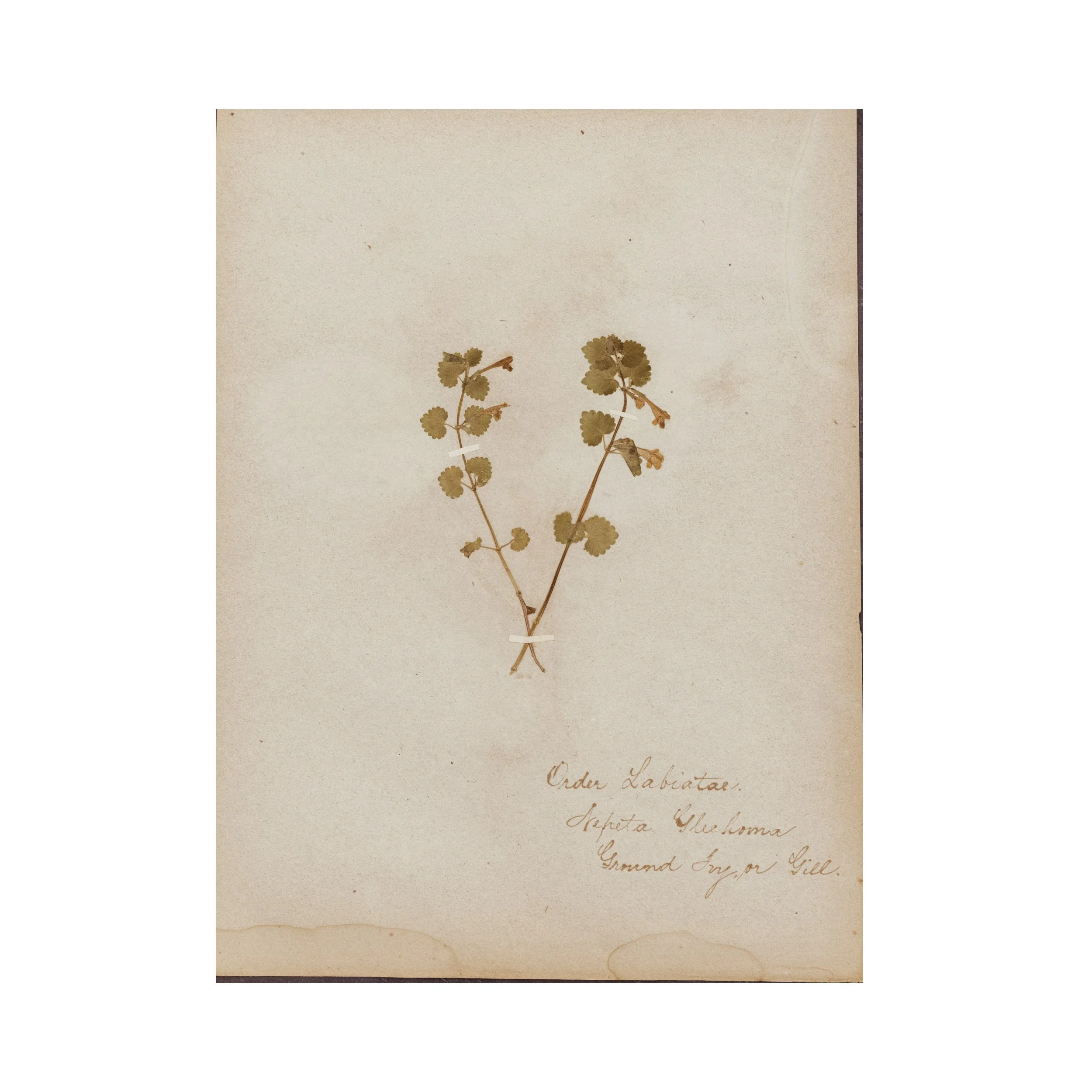 Custom order for the Millers - Antique Herbarium ~ Ivy, circa 1890 - 1915