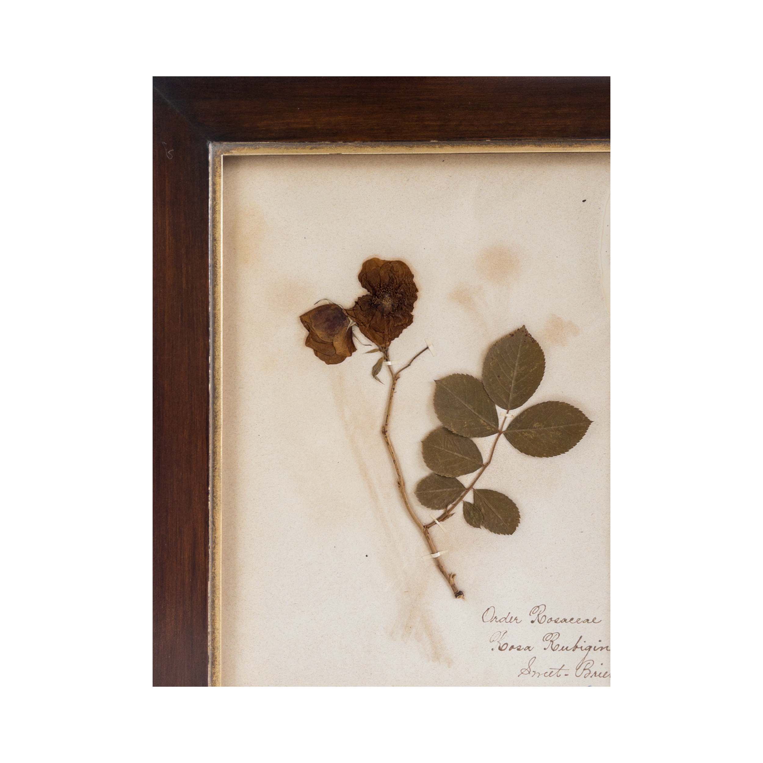Ashley Holmes Design I Framed Herbarium I Antique Pressed Flower I Antique Art.png