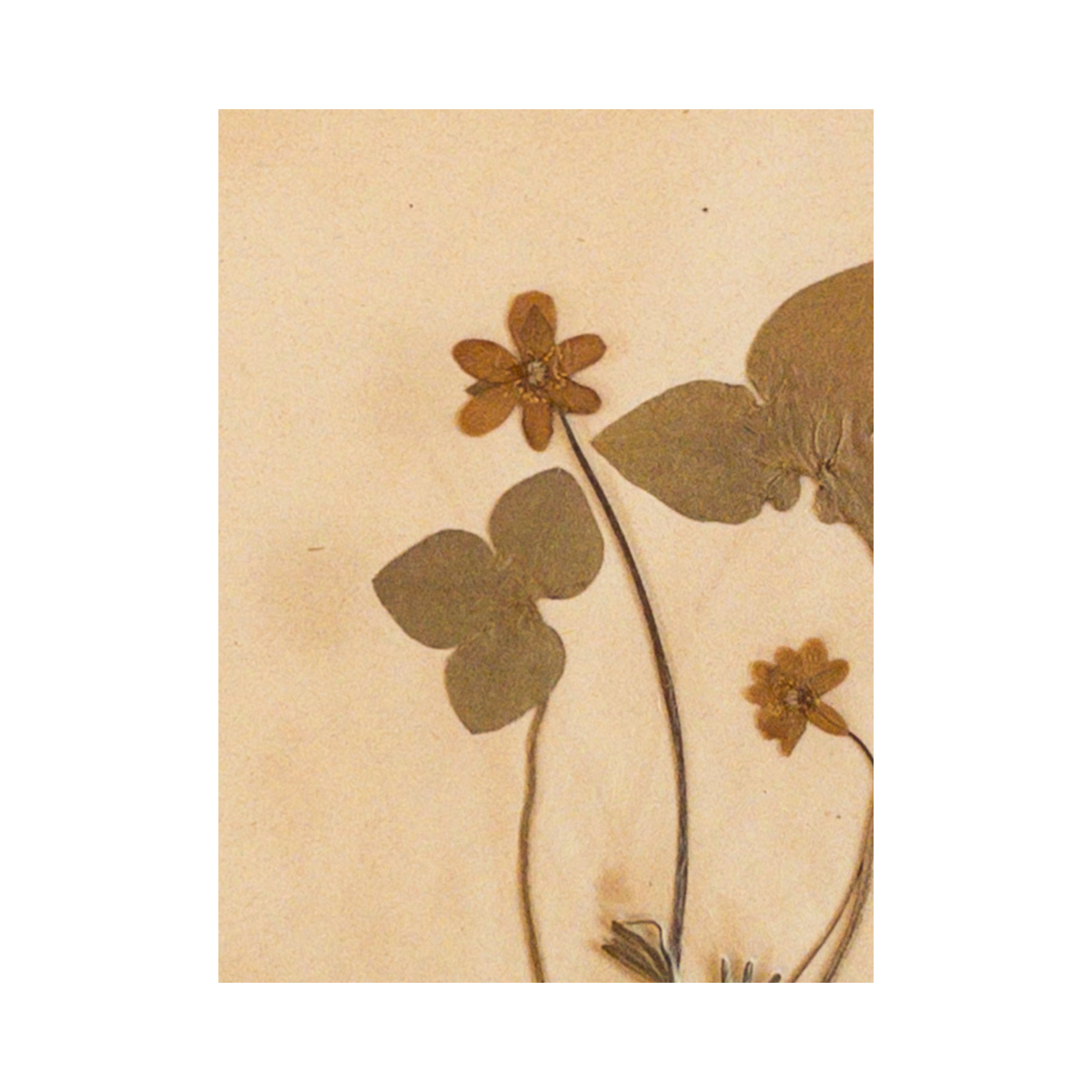 Ashley Holmes Design I Pressed Flower.png