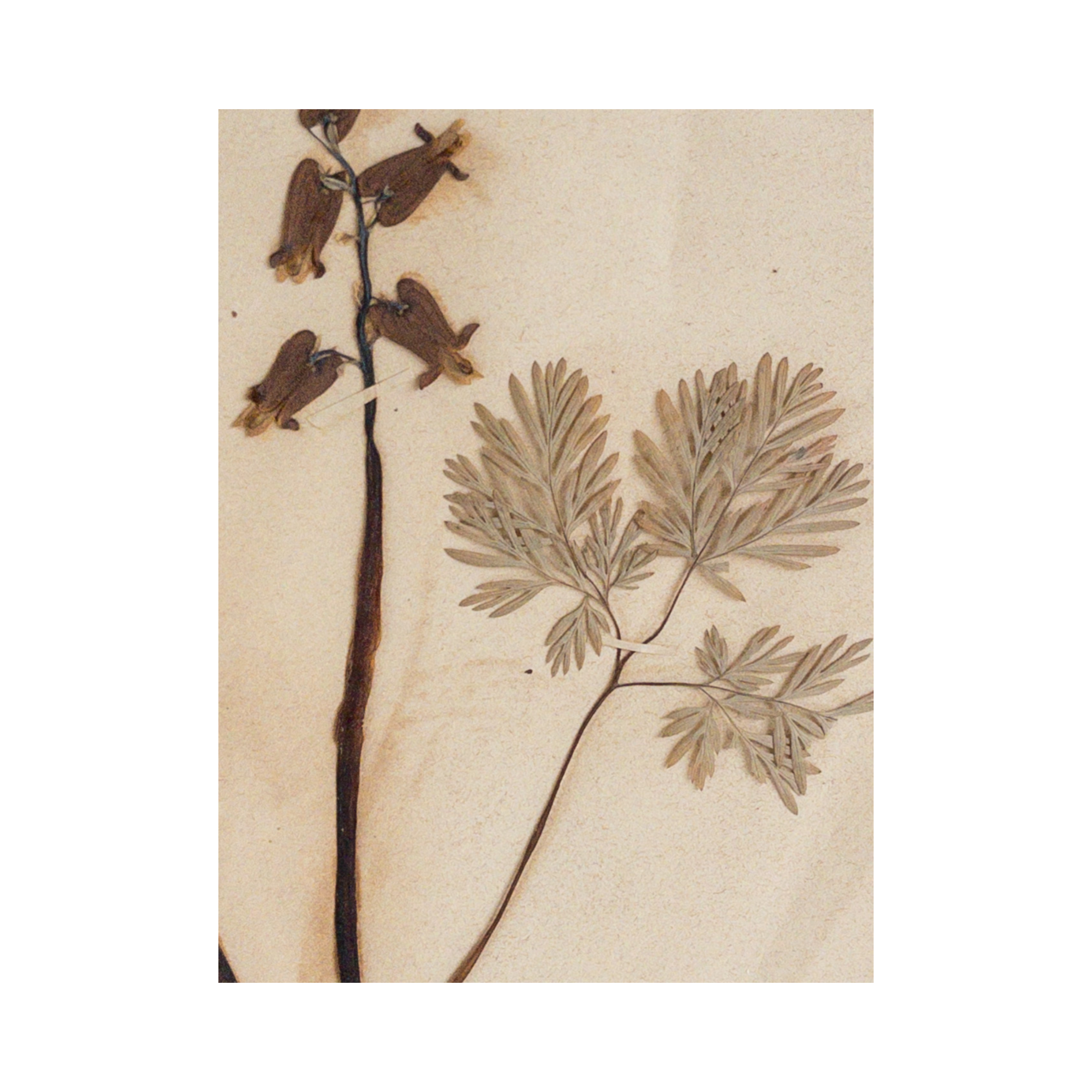 Ashley Holmes Design I Herbarium .png