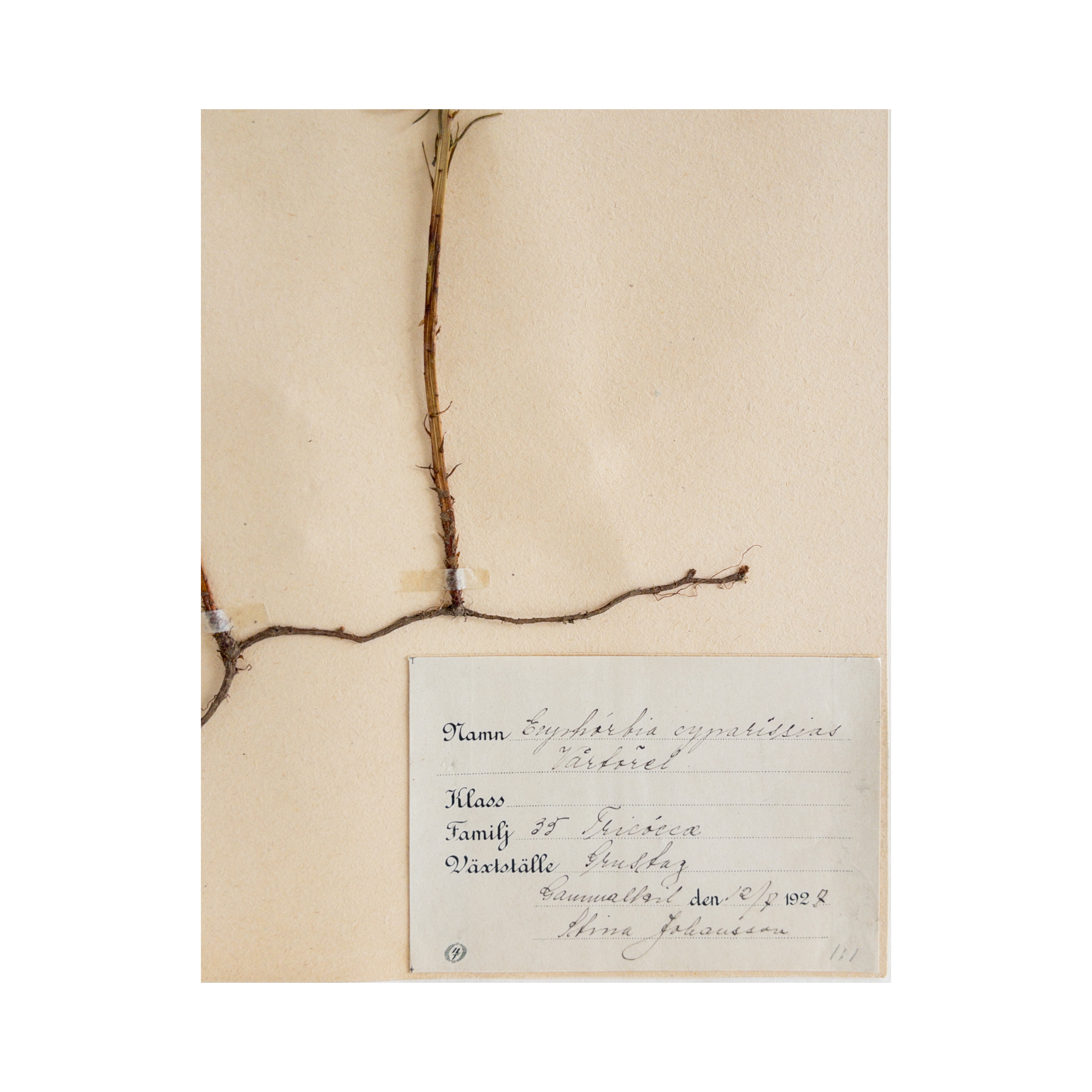 Ashley Holmes Design I Herbarium art I Swedish.png