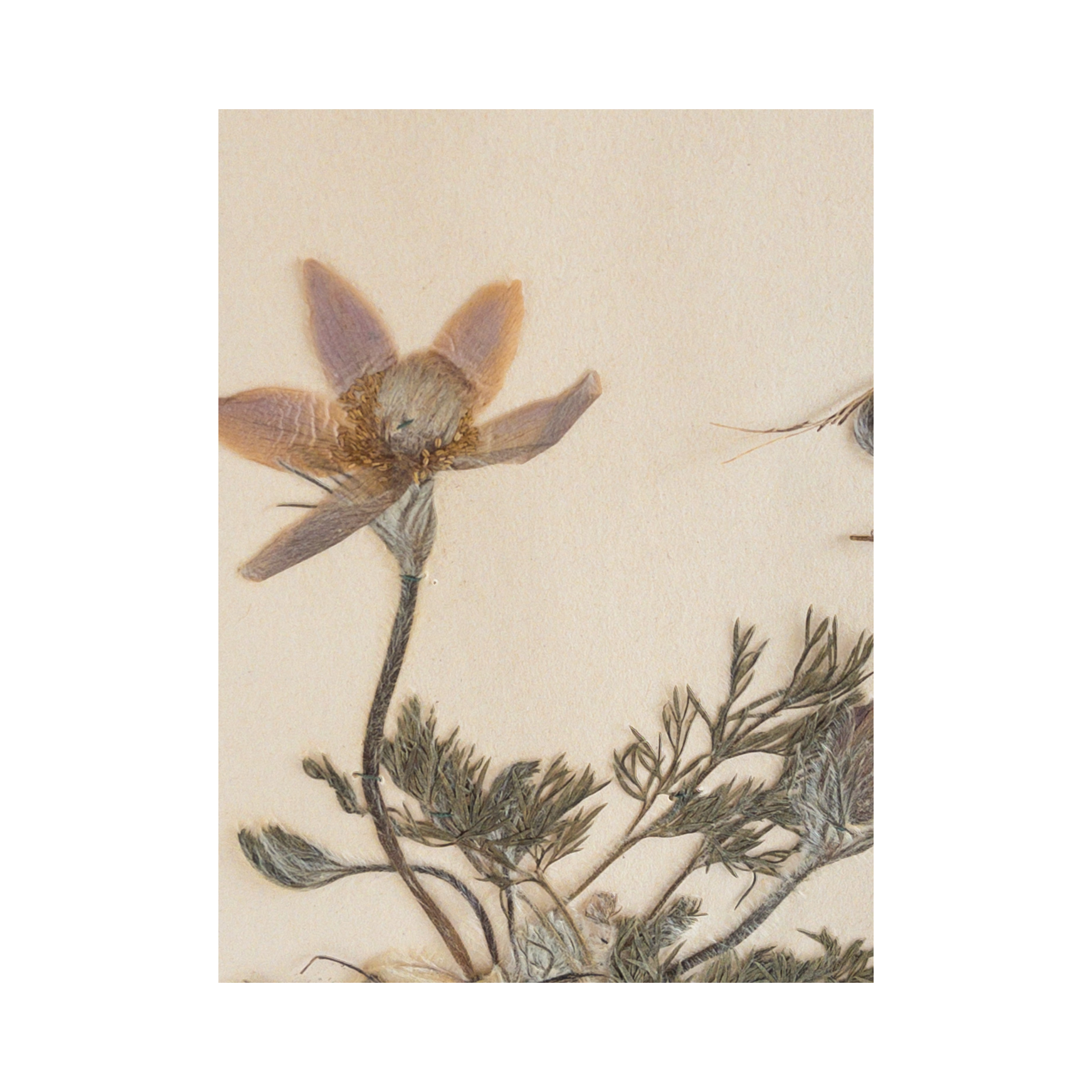 Ashley Holmes Design I Swedish Herbarium Art.png