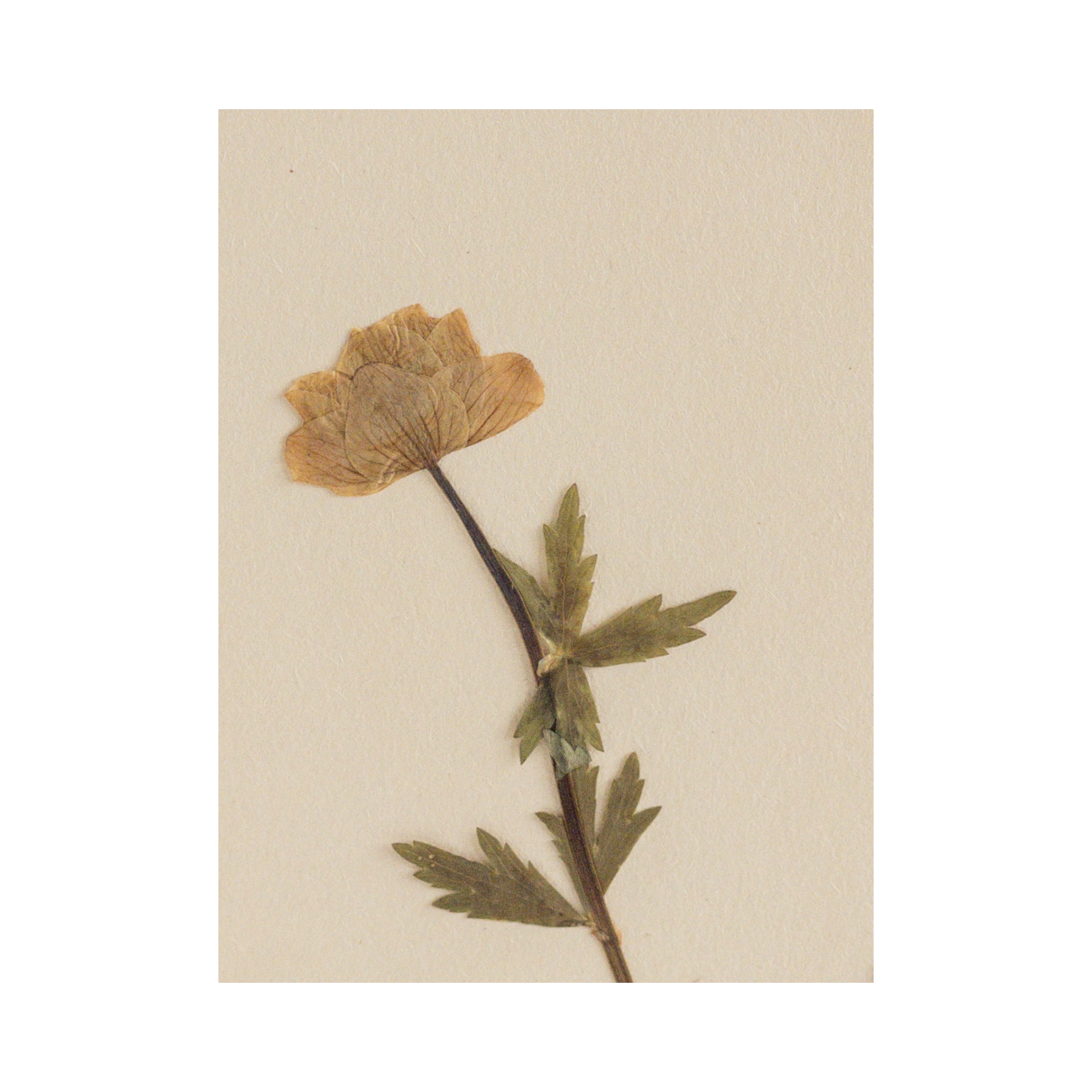 Pressed Flower Art I Swedish Herbarium I Ashley Holmes Design.png