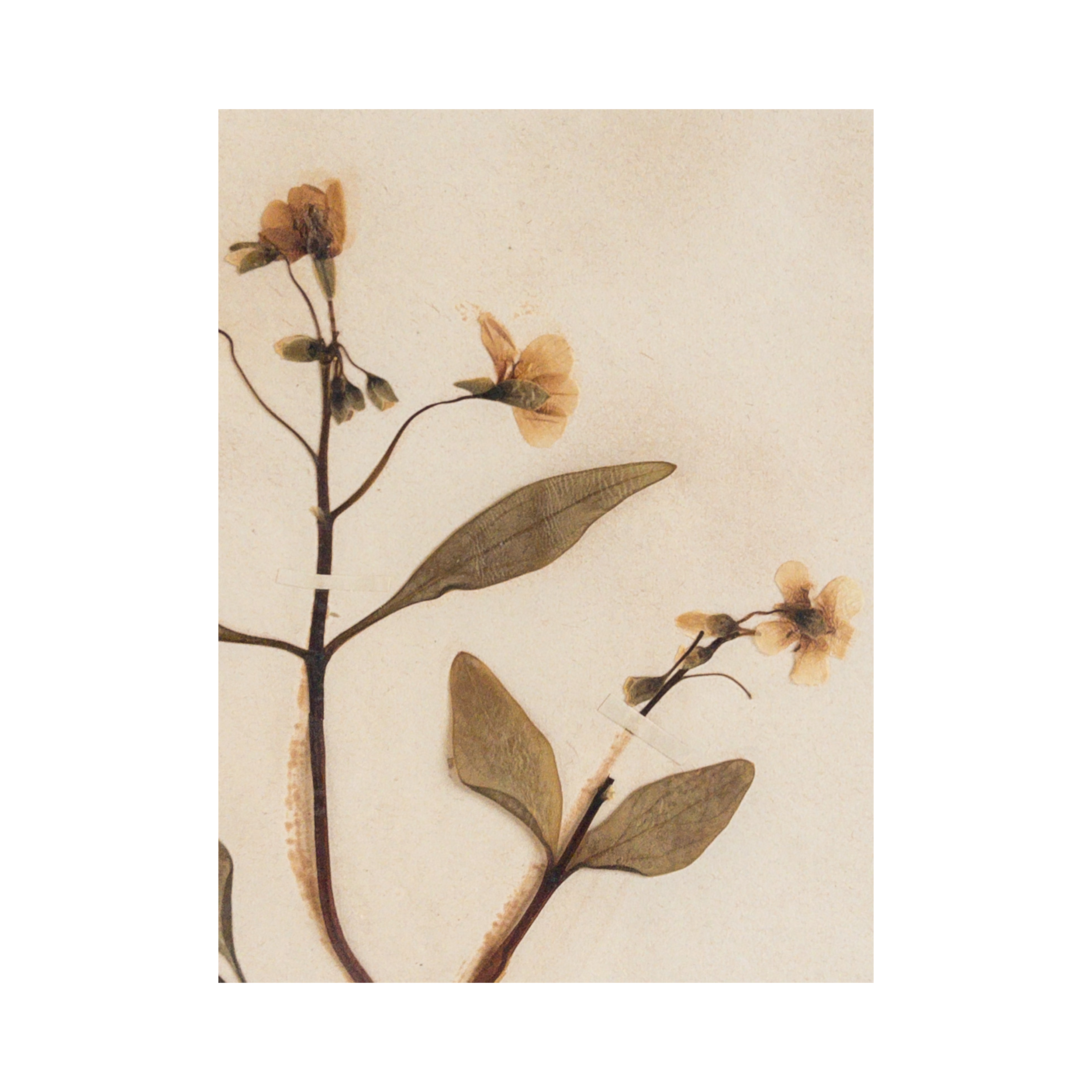 Ashley Holmes Design I Vintage Herbarium Art.png