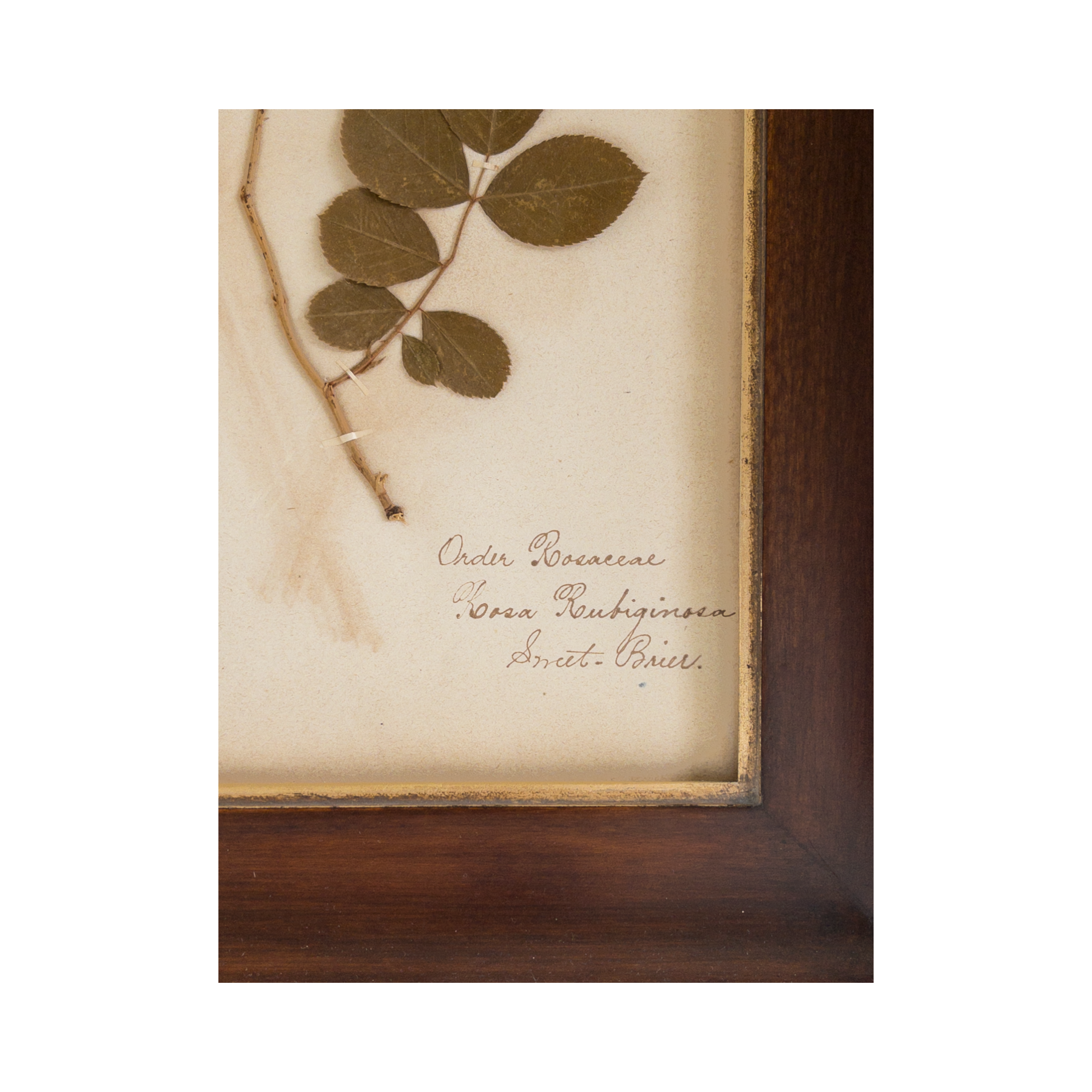 Herbarium Antique Framed Art I Ashley Holmes Design.png