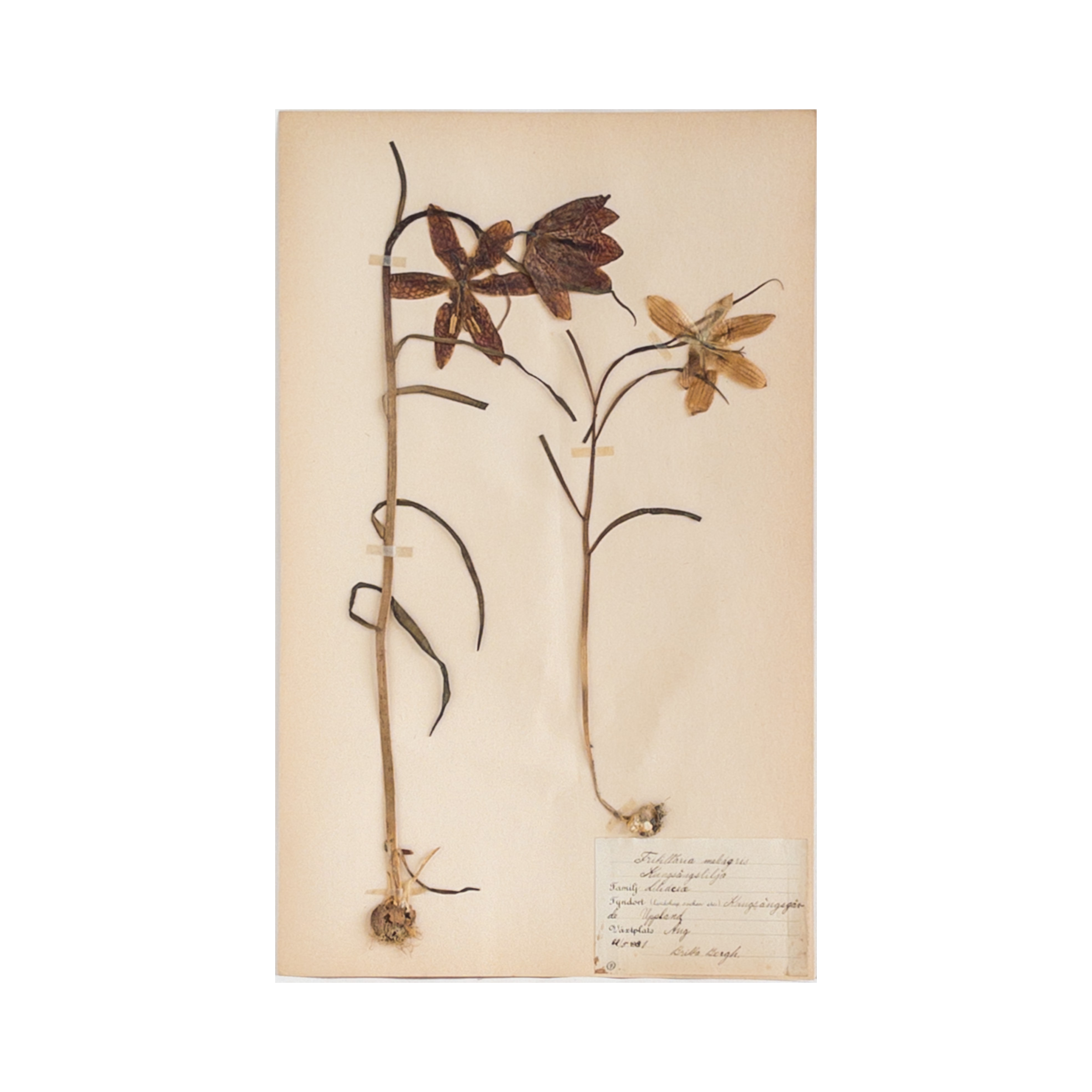 Vintage Swedish Herbarium - Fritillaria ~ Checkered Lily, circa 1937
